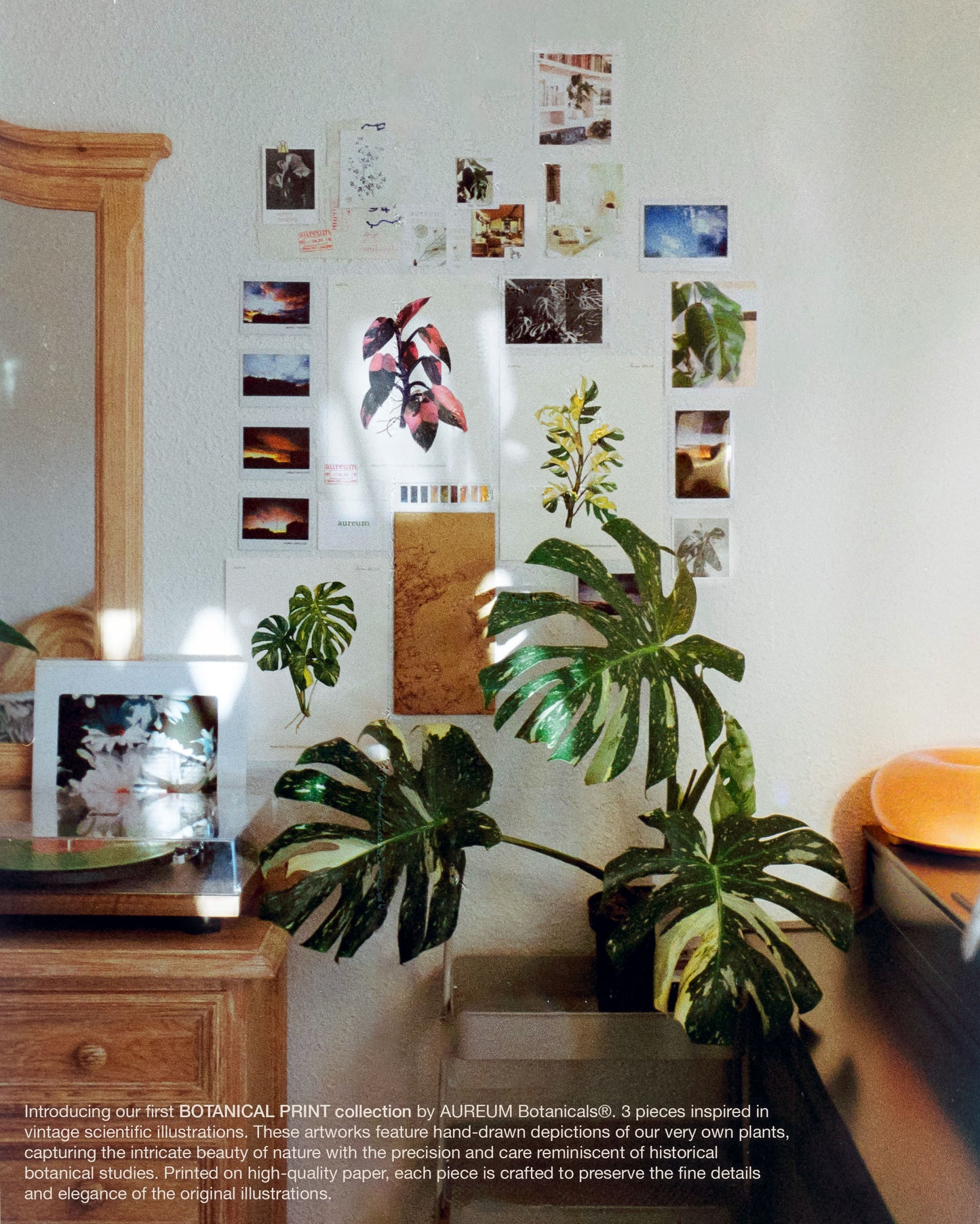 Monstera Thai Constellation Print - AUREUM BOTANICALS