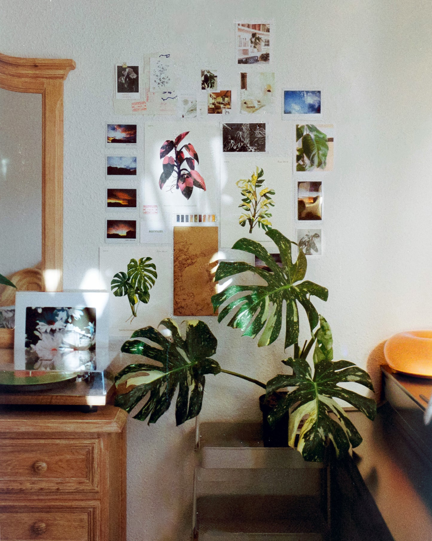 Colección Completa – Monstera, Rhaphidophora & Pink Princess - AUREUM BOTANICALS