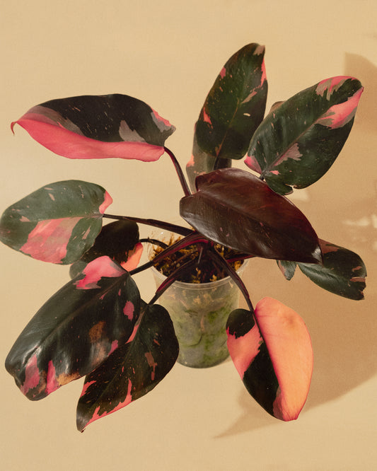 PHILODENDRON PINK PRINCESS MARBLE
