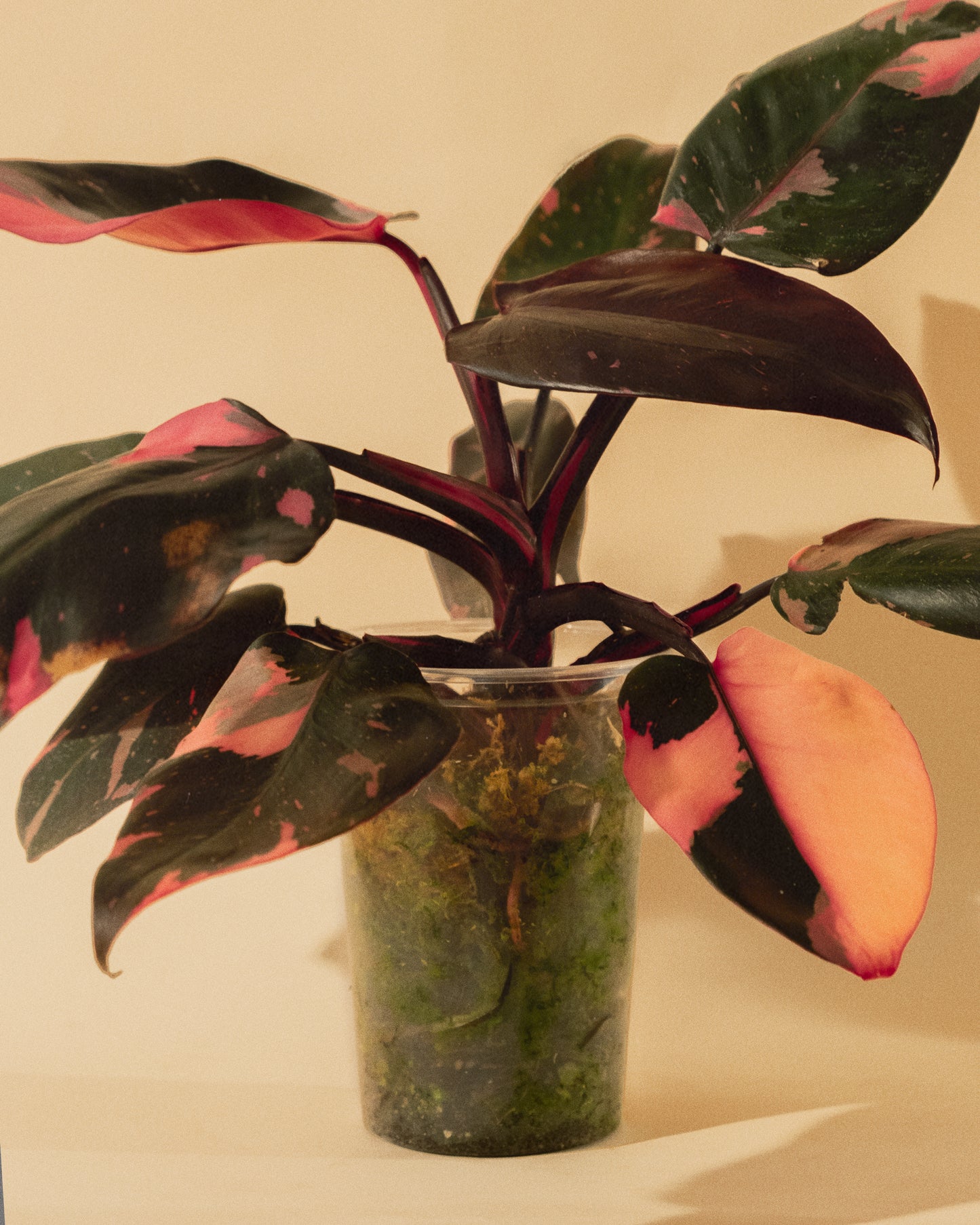 PHILODENDRON PINK PRINCESS MARBLE
