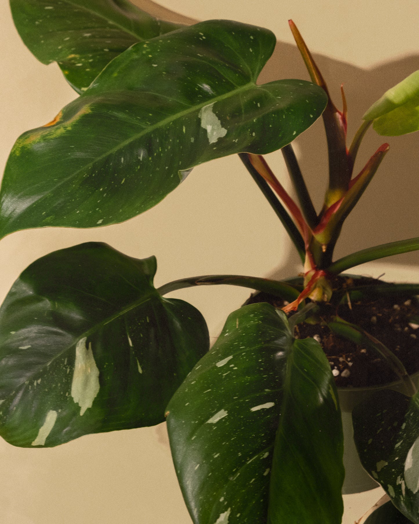 PHILODENDRON WHITE PRINCESS Cataphyll stage