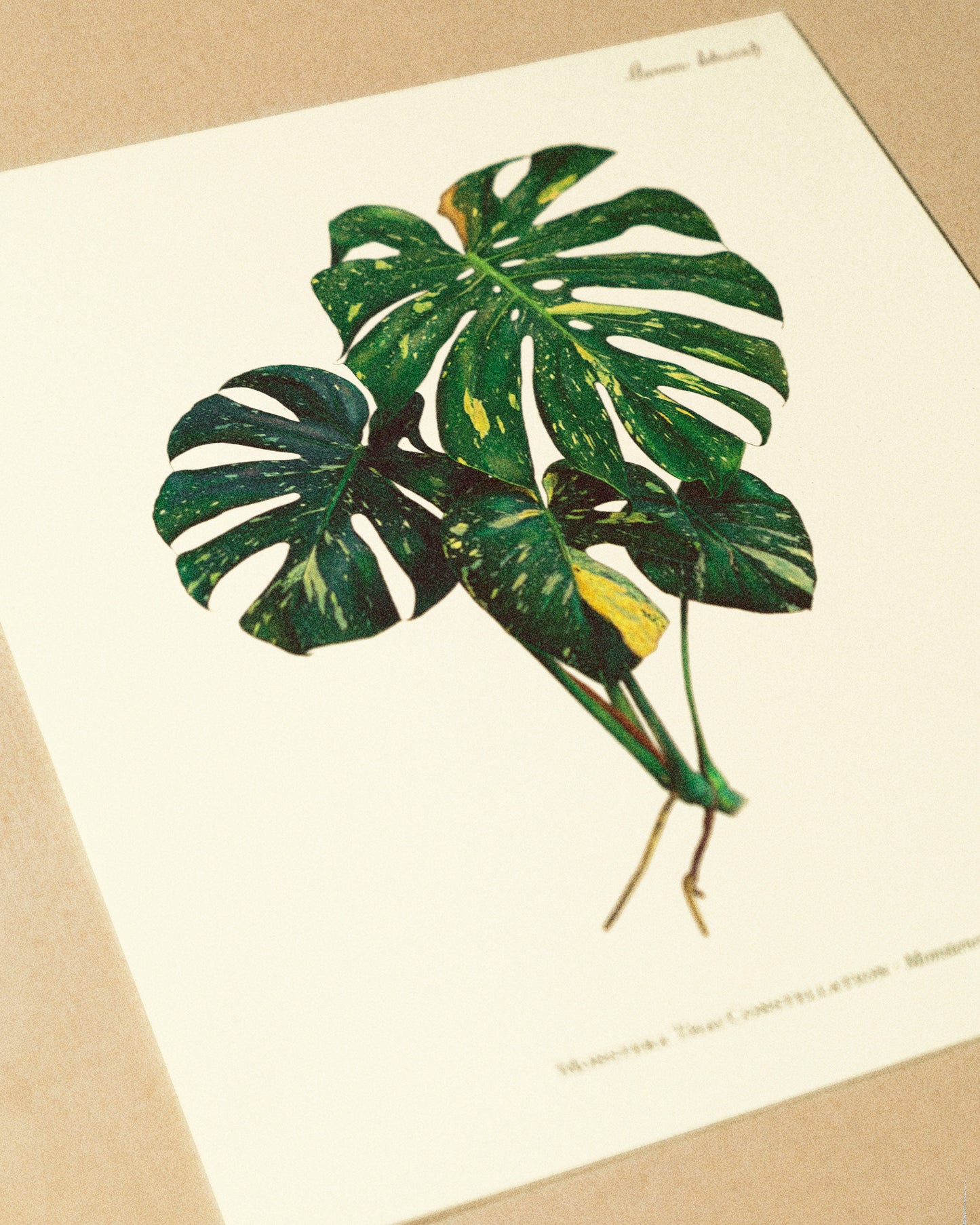 Monstera Thai Constellation Print - AUREUM BOTANICALS
