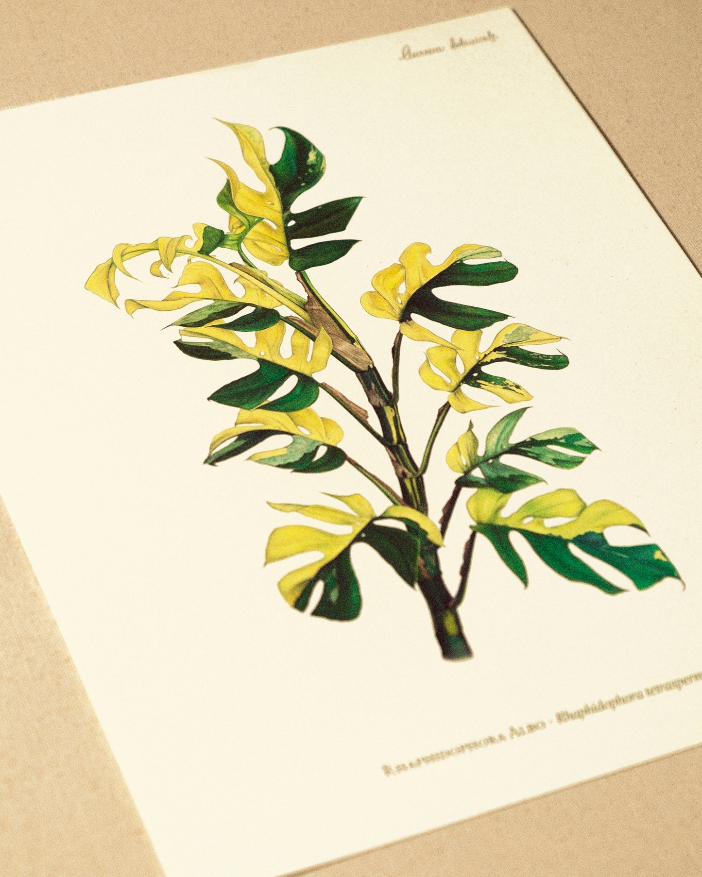 Rhaphidophora Tetrasperma Print - AUREUM BOTANICALS