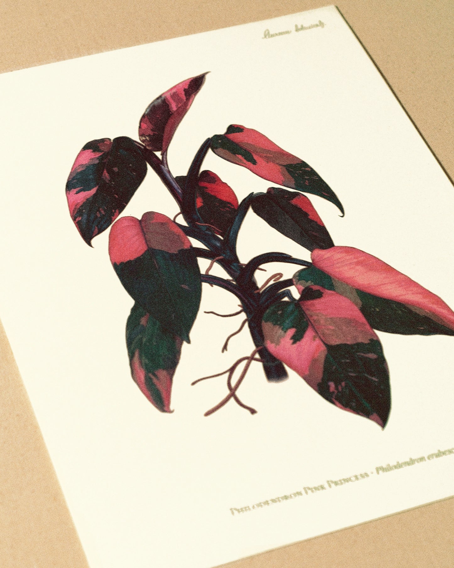 Philodendron Pink Princess Print - AUREUM BOTANICALS