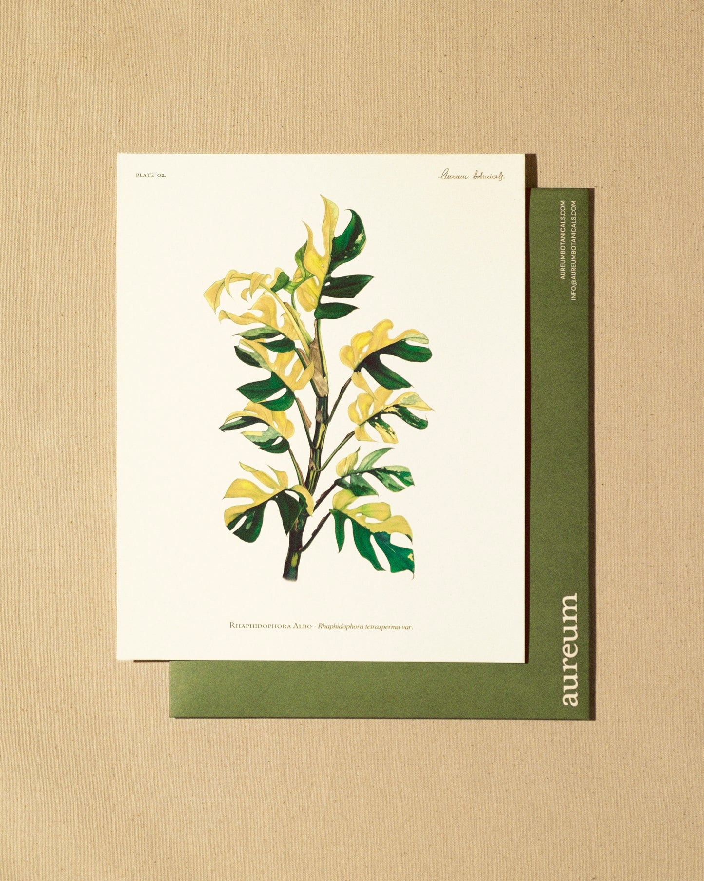 Rhaphidophora Tetrasperma Print - AUREUM BOTANICALS