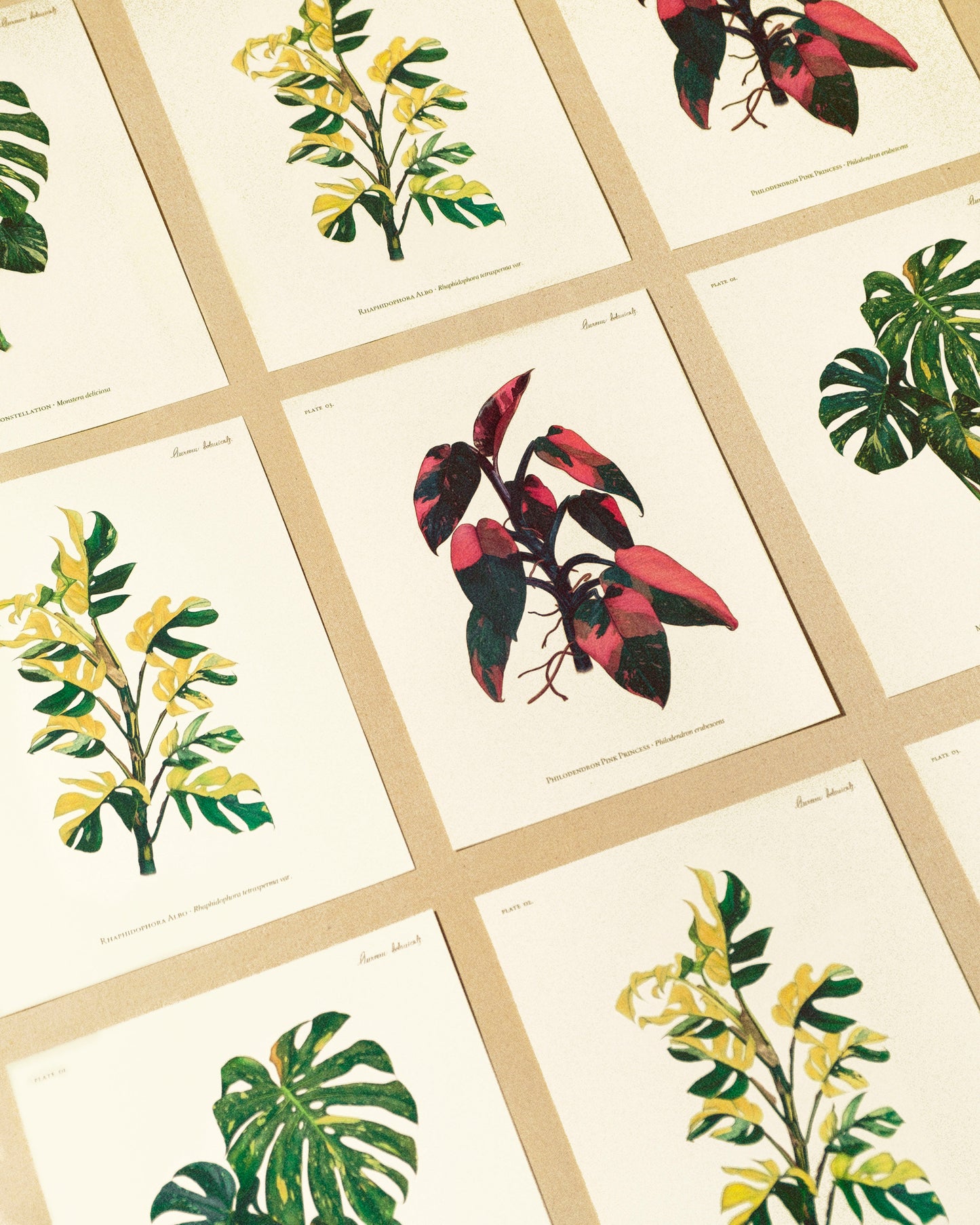 Rhaphidophora Tetrasperma Print - AUREUM BOTANICALS