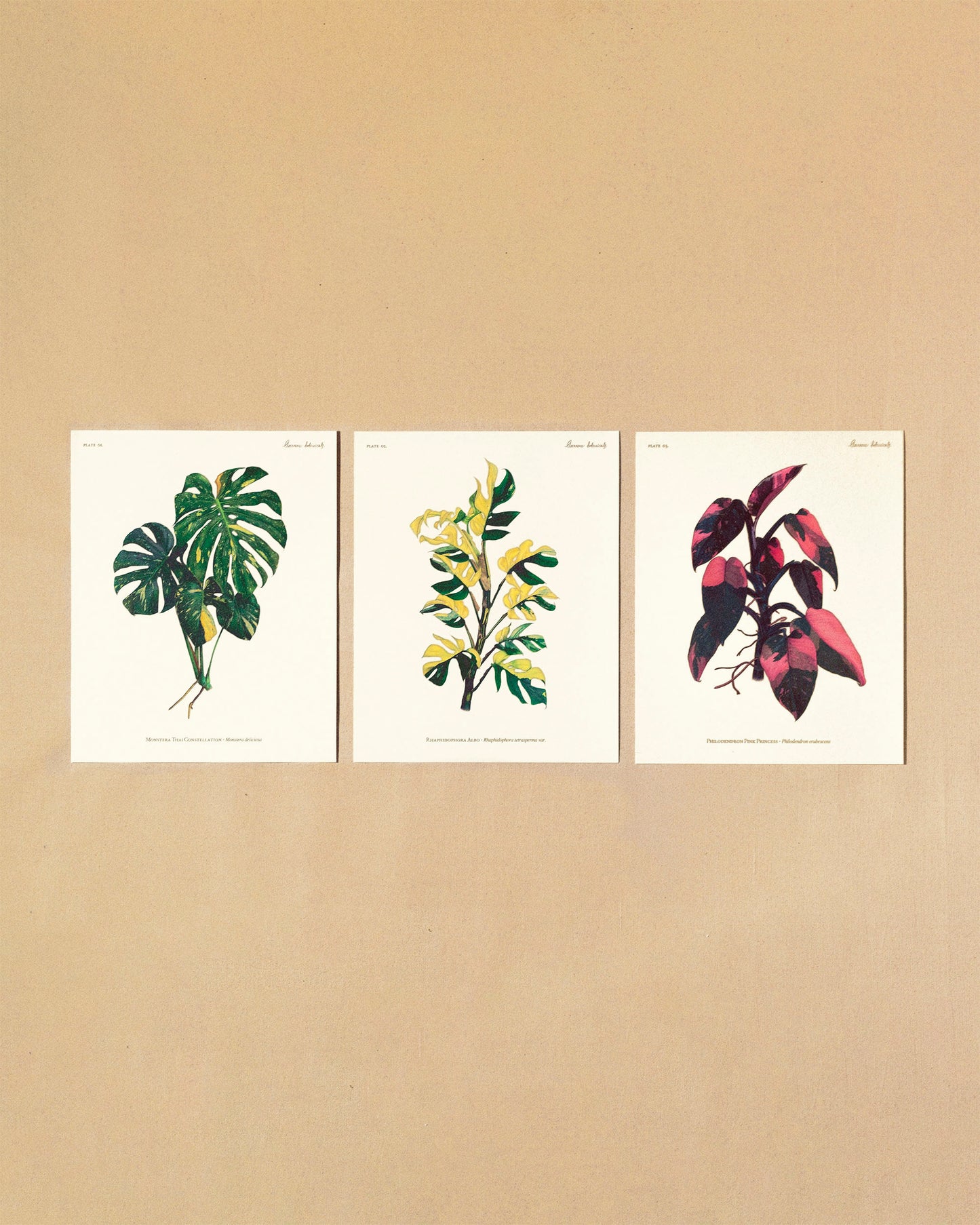 Colección Completa – Monstera, Rhaphidophora & Pink Princess - AUREUM BOTANICALS