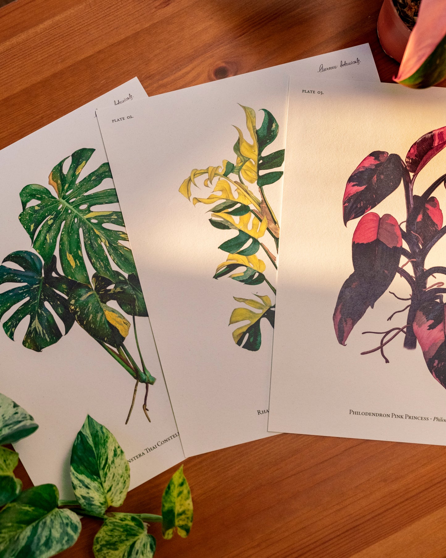 Colección Completa – Monstera, Rhaphidophora & Pink Princess - AUREUM BOTANICALS
