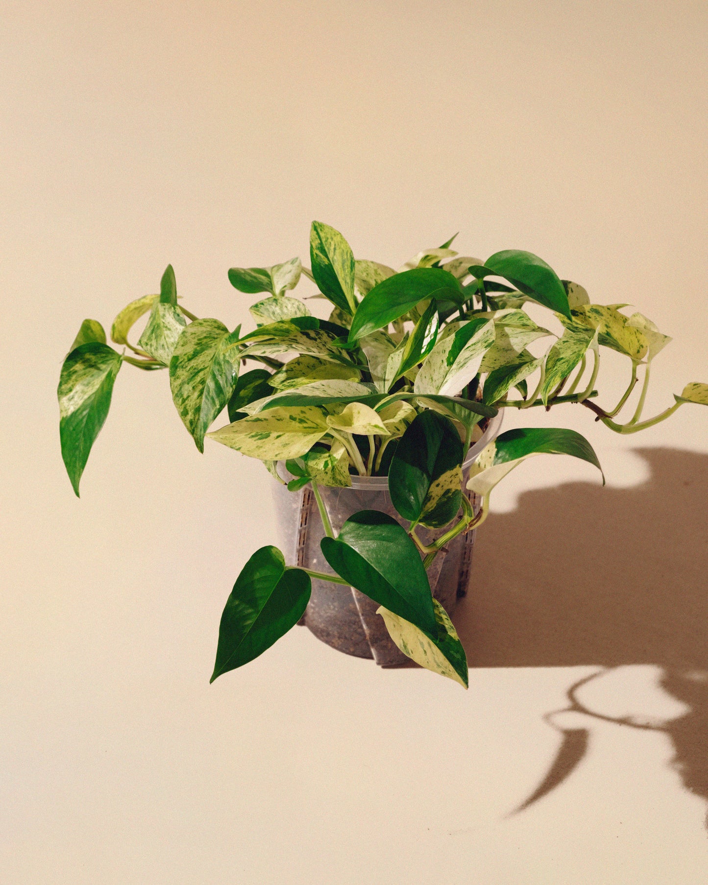 Pothos Marble Queen XL