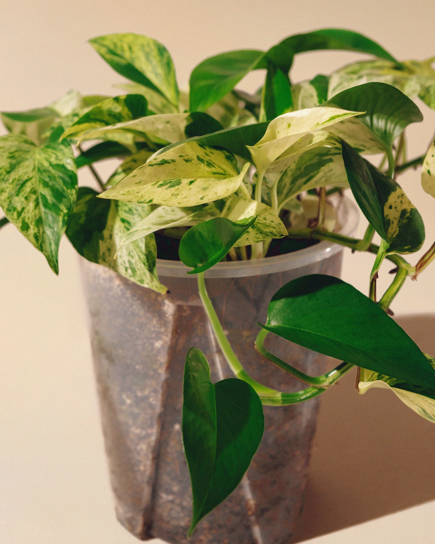 Pothos Marble Queen XL