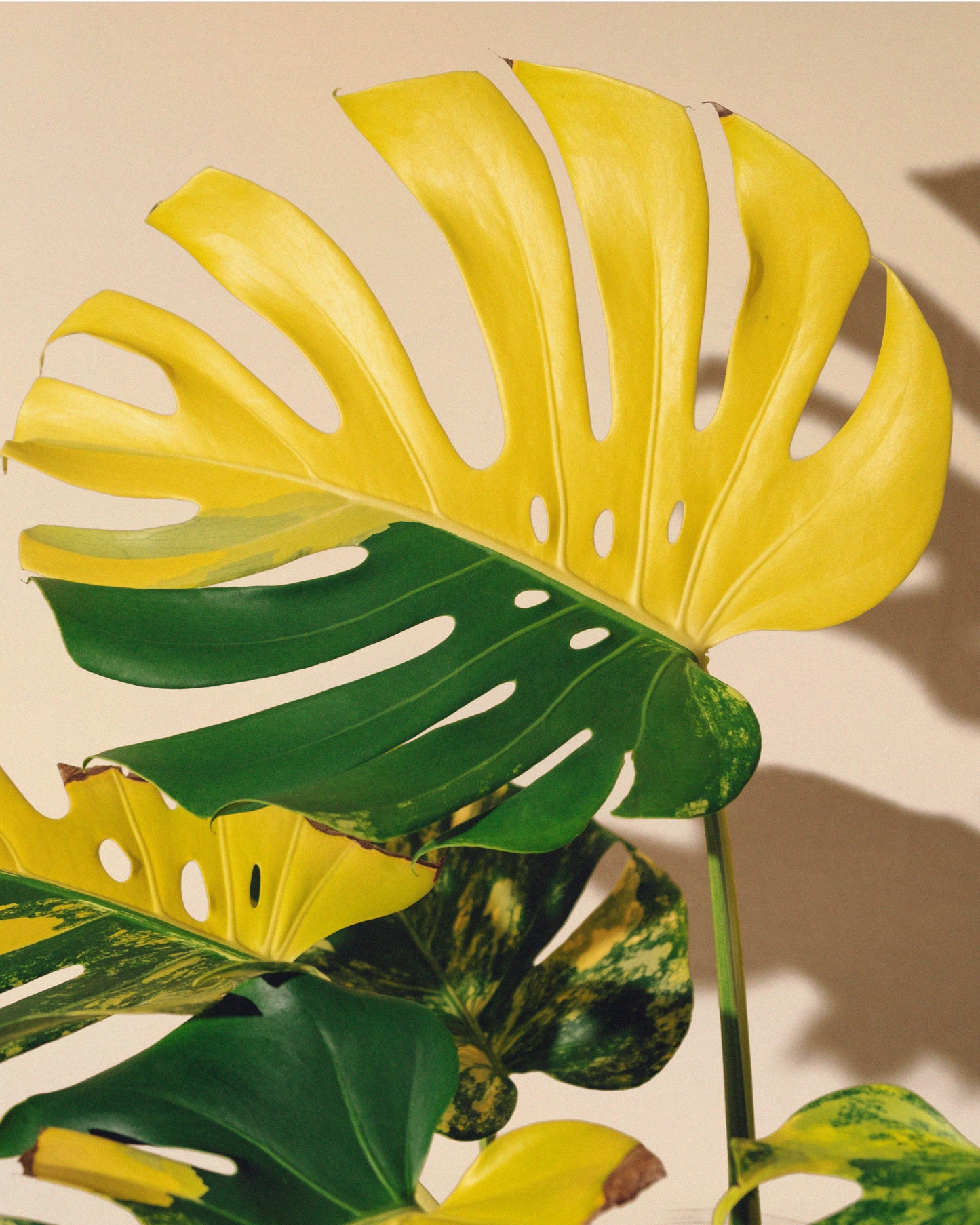 MONSTERA YELLOW MARILYN XL