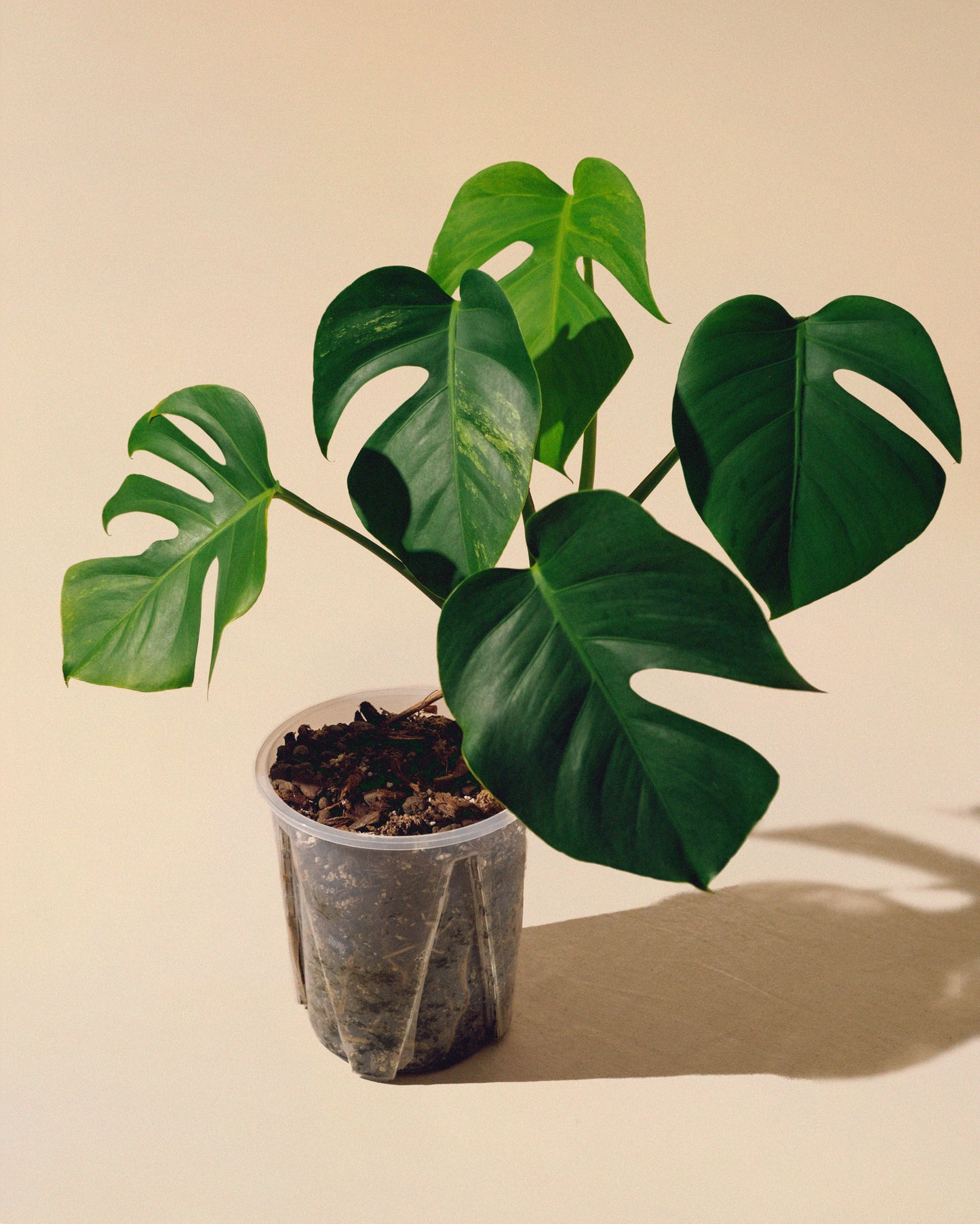 MONSTERA JUNGLE MINT SMALL FORM