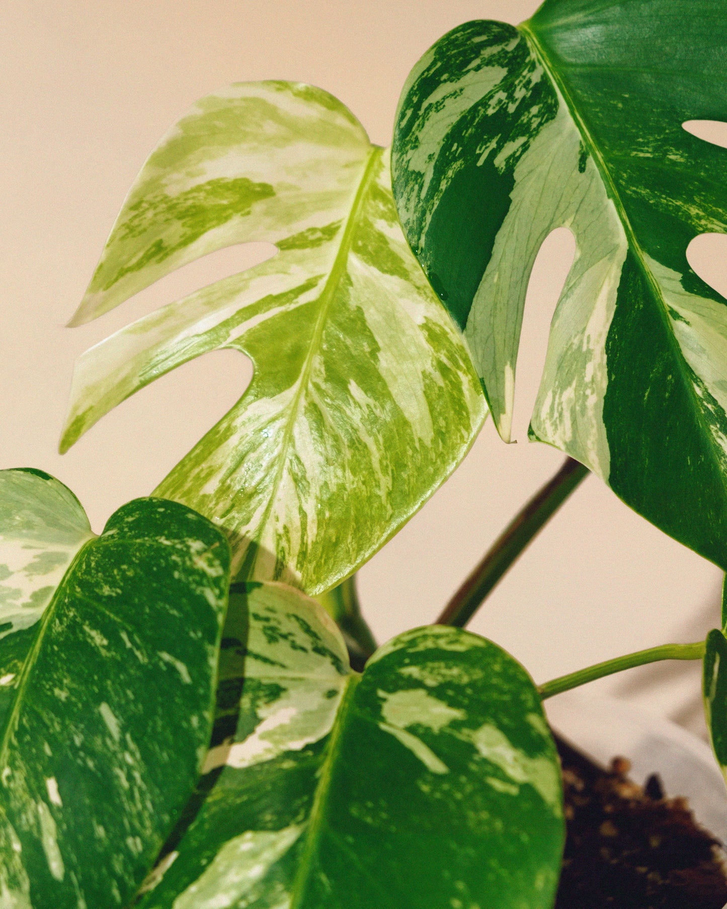 MONSTERA ALBO VARIEGATA