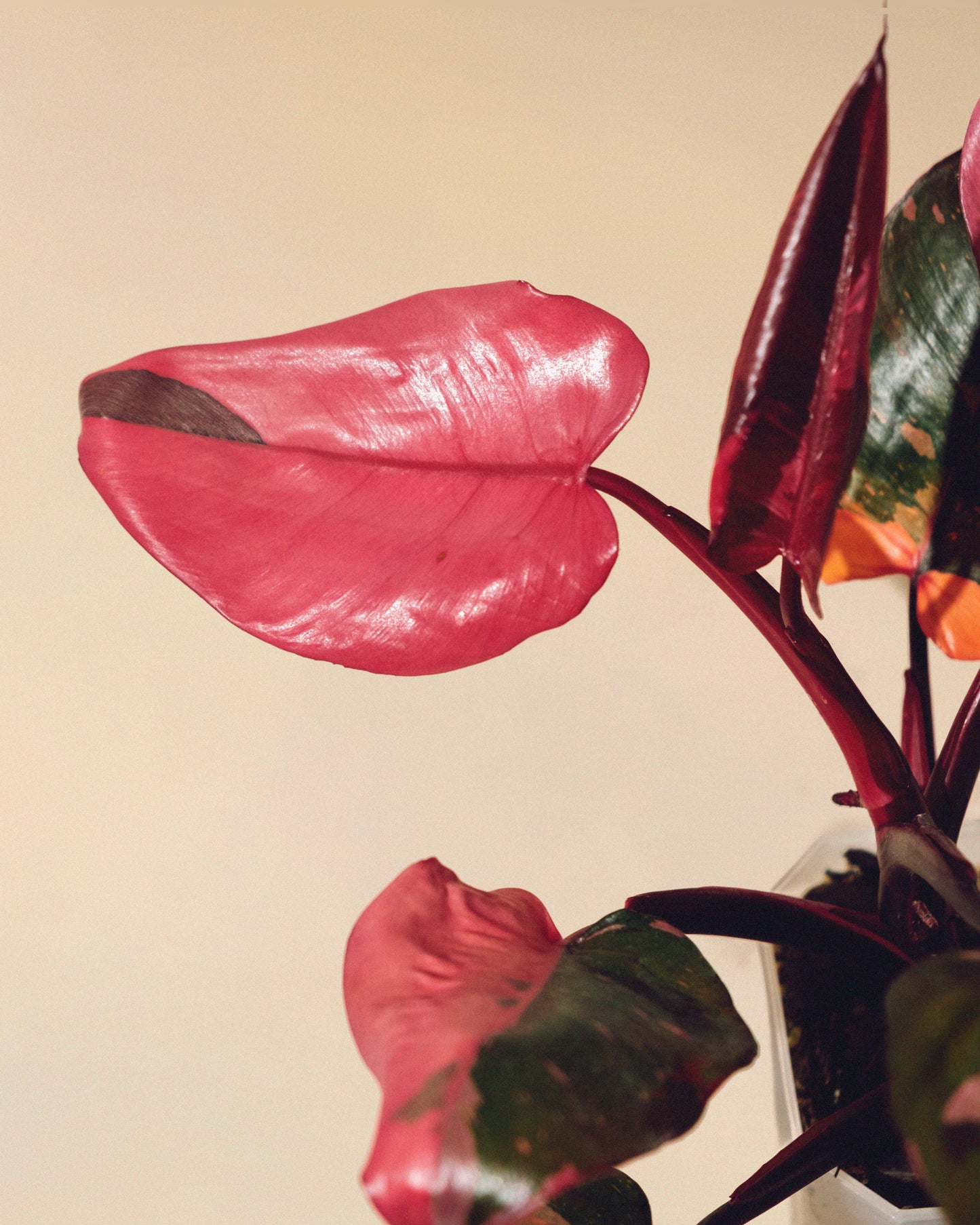 PHILODENDRON PINK PRINCESS MARBLE