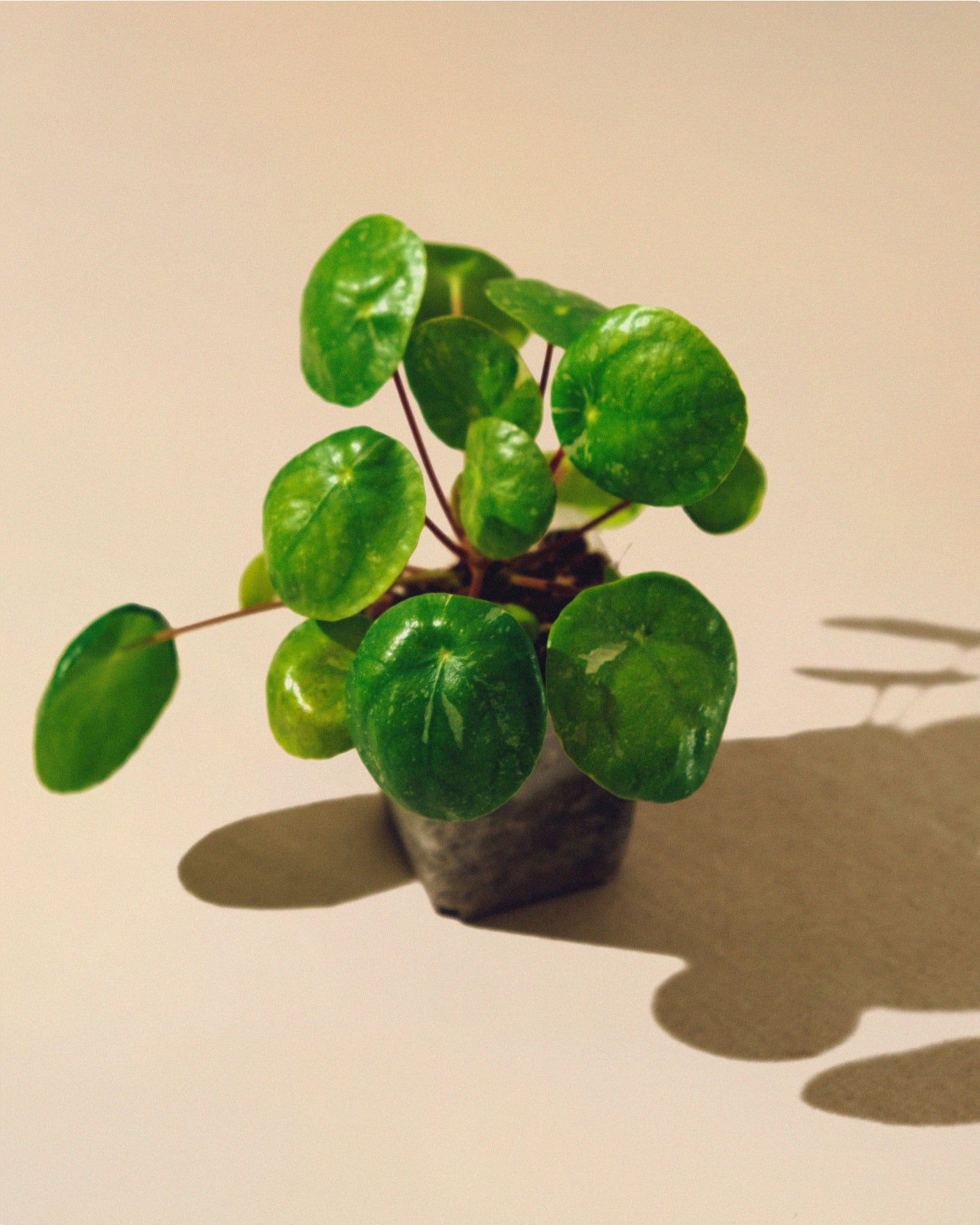 PILEA PEPEROMIOIDES 'WHITE' SPLASH' BABY