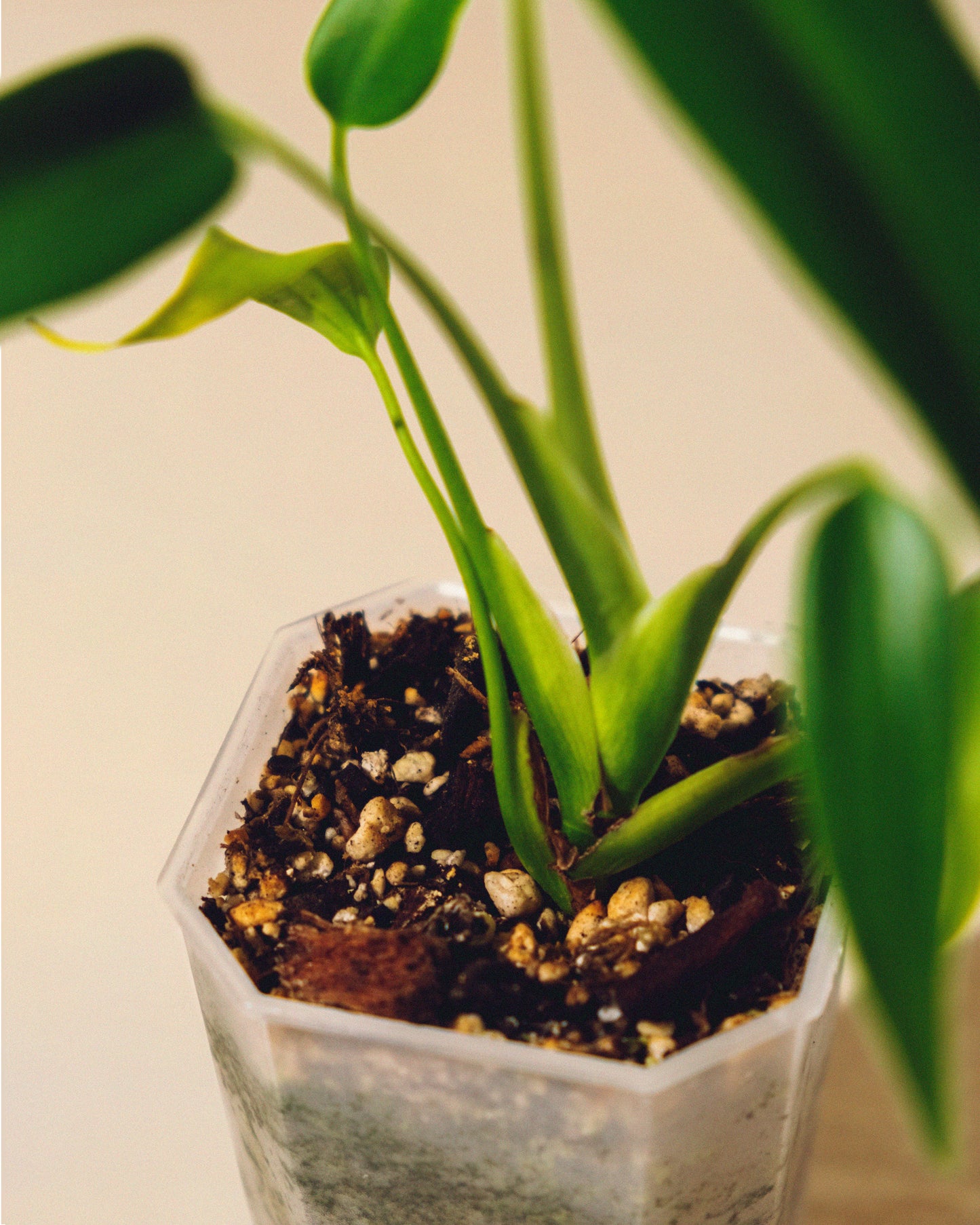 MONSTERA BURLE MARX FLAME 02 BABY