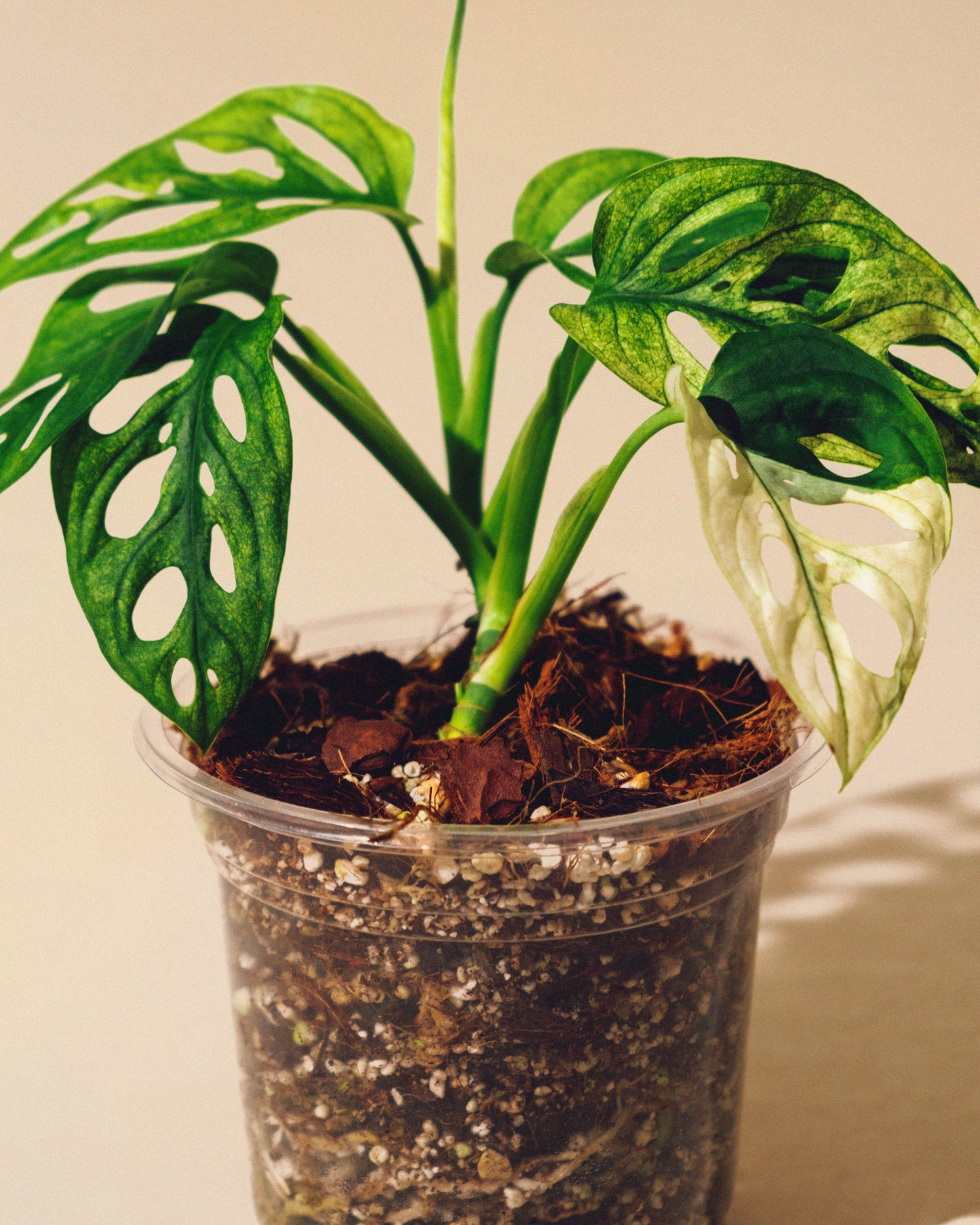 MONSTERA ADANSONII ALBO