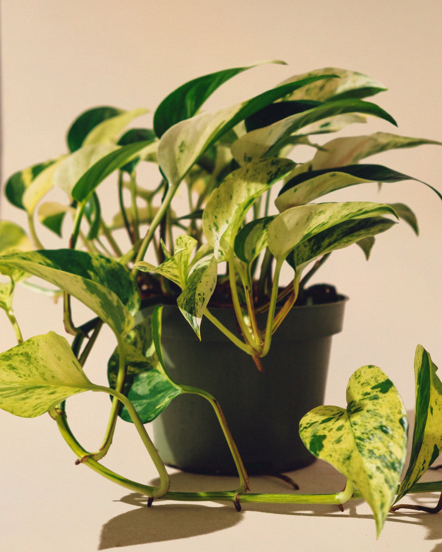 POTHOS MARBLE QUEEN