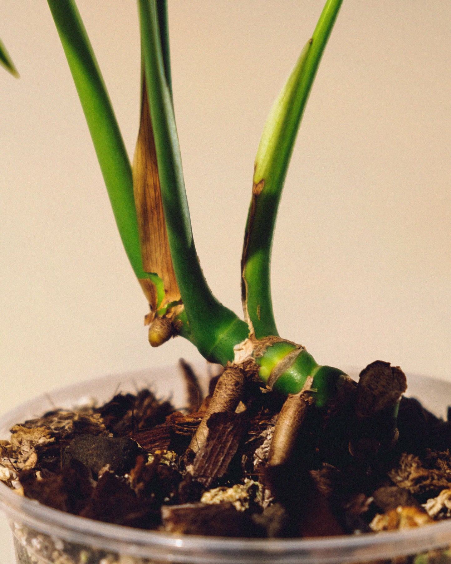 MONSTERA BURLE MARX FLAME M