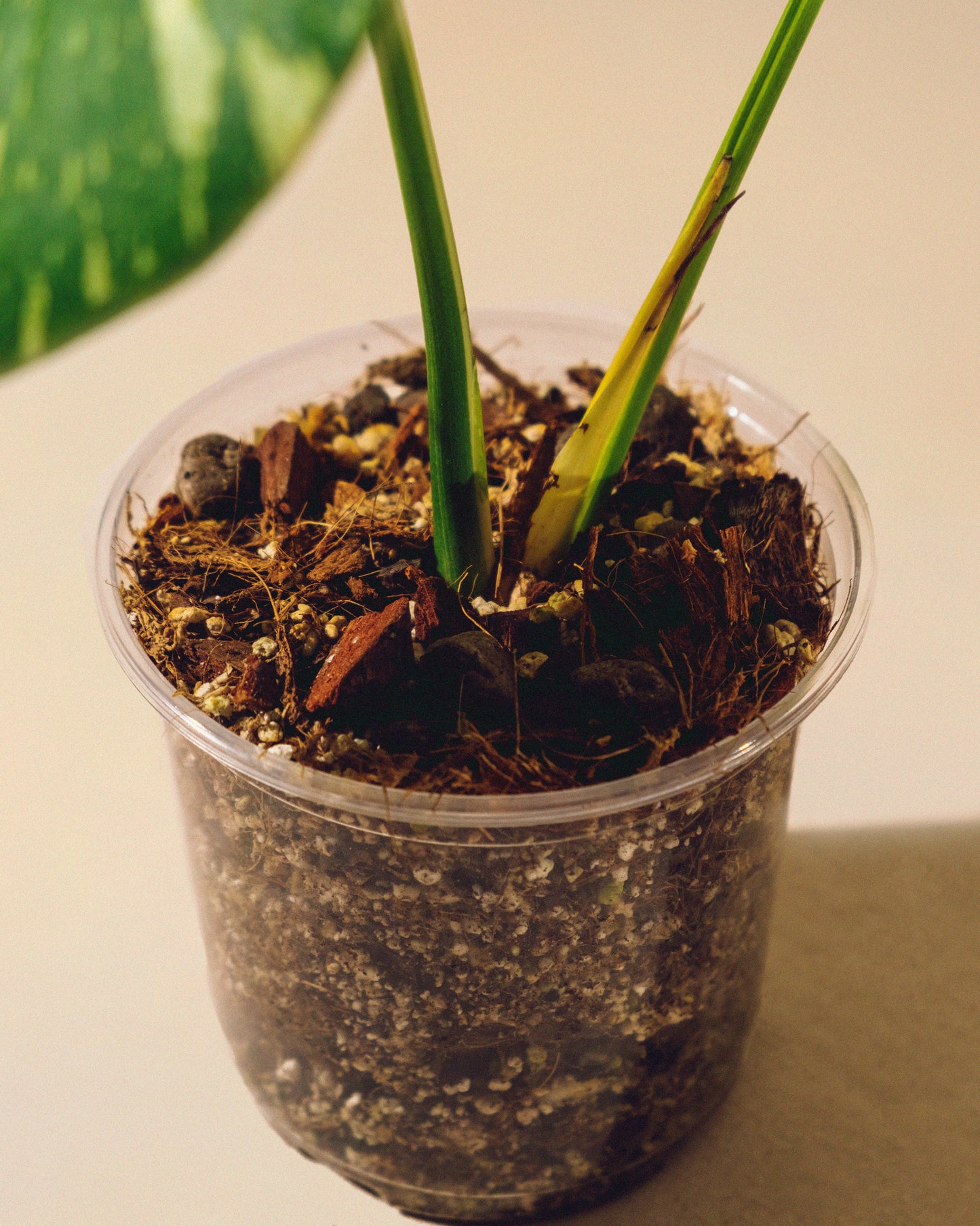 MONSTERA THAI CONSTELLATION M