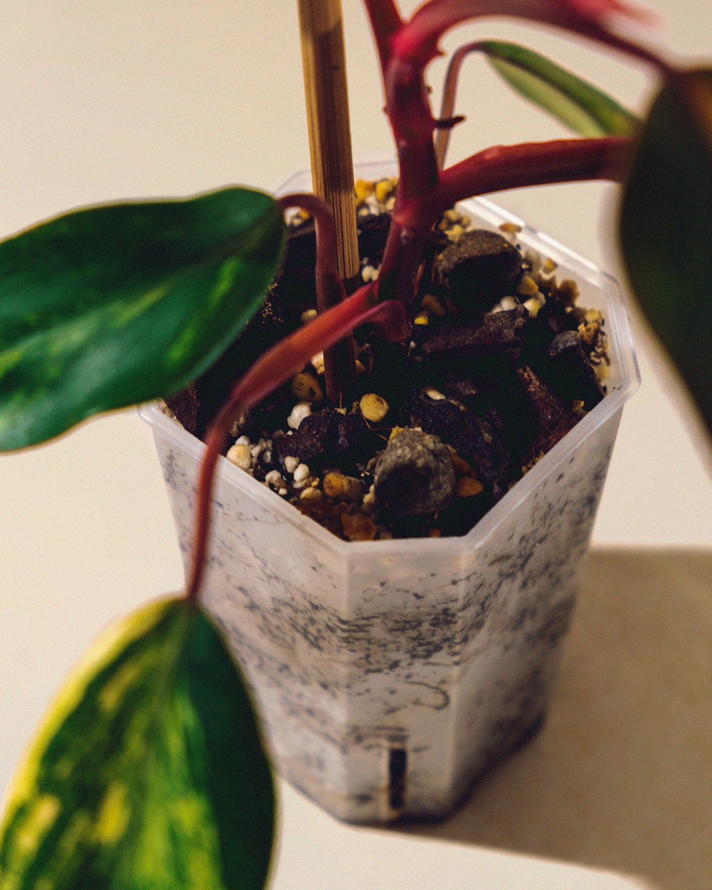 PHILODENDRON STRAWBERRY SHAKE BABY