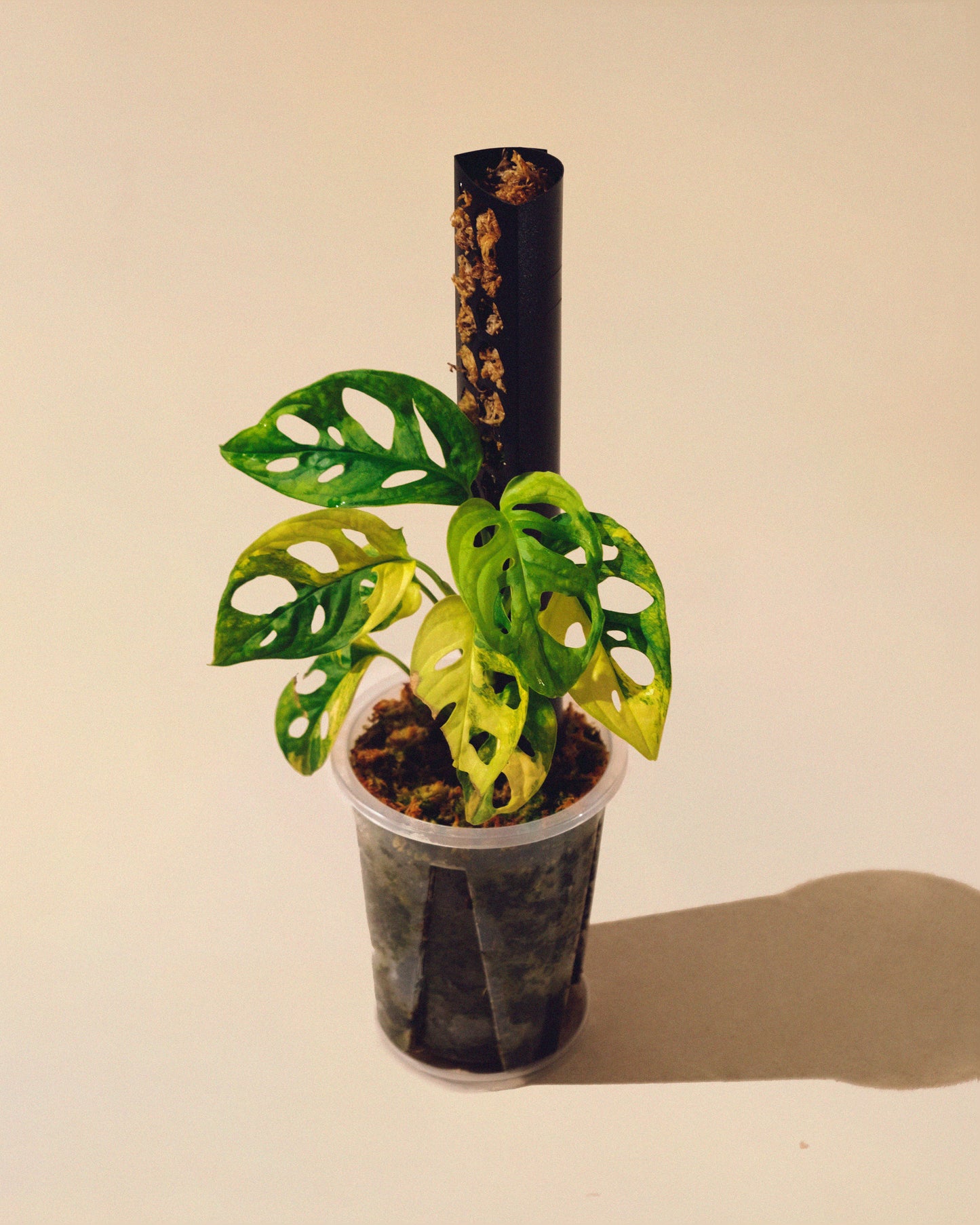 MONSTERA ADANSONII AUREA CON TUTOR