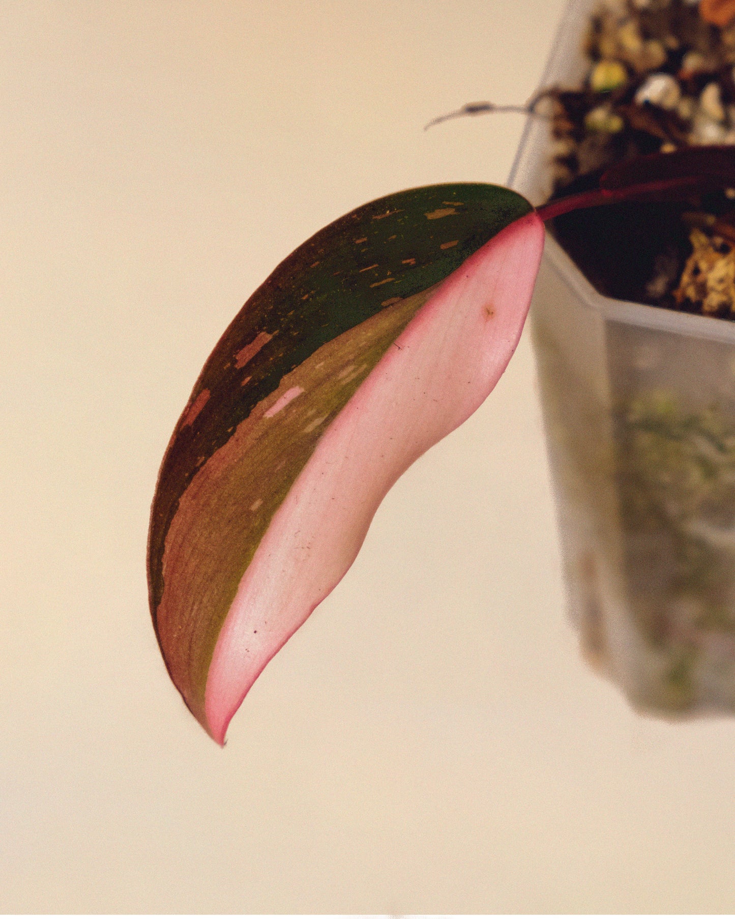 PHILODENDRON PINK PRINCESS MARBLE MINI 01