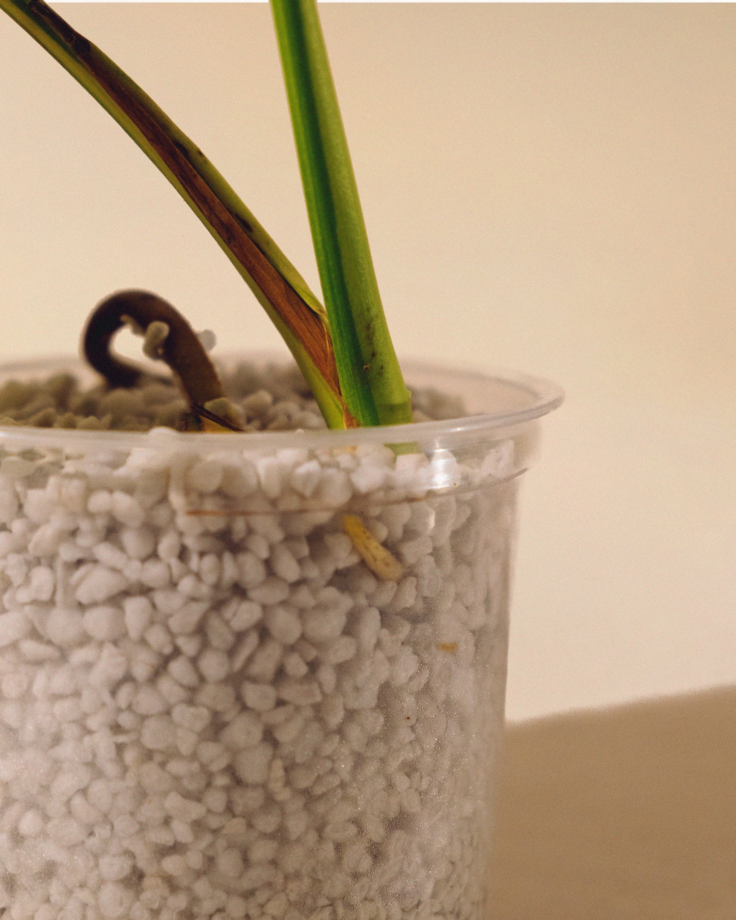 MONSTERA YELLOW MARILYN