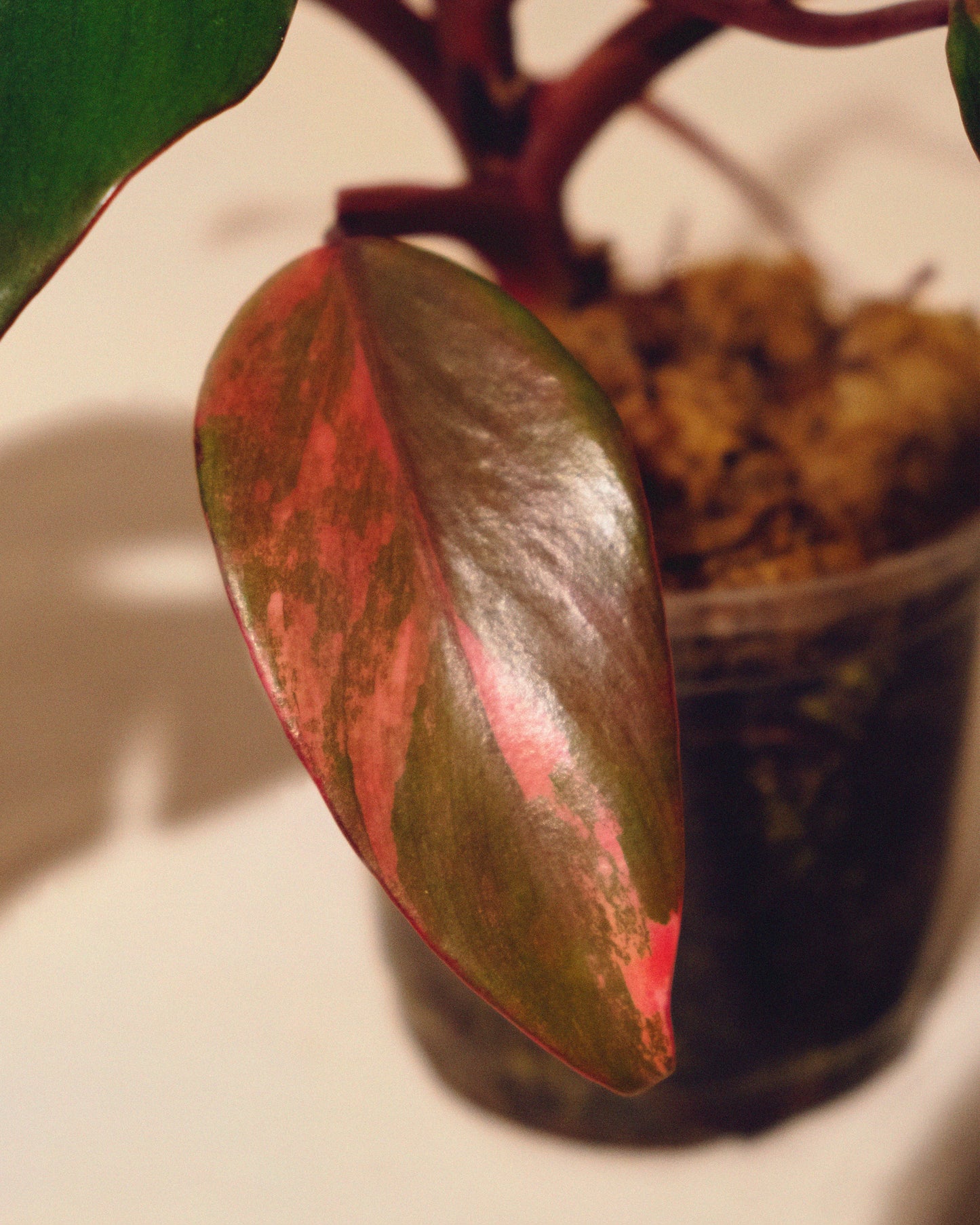 PHILODENDRON STRAWBERRY SHAKE BABY 02