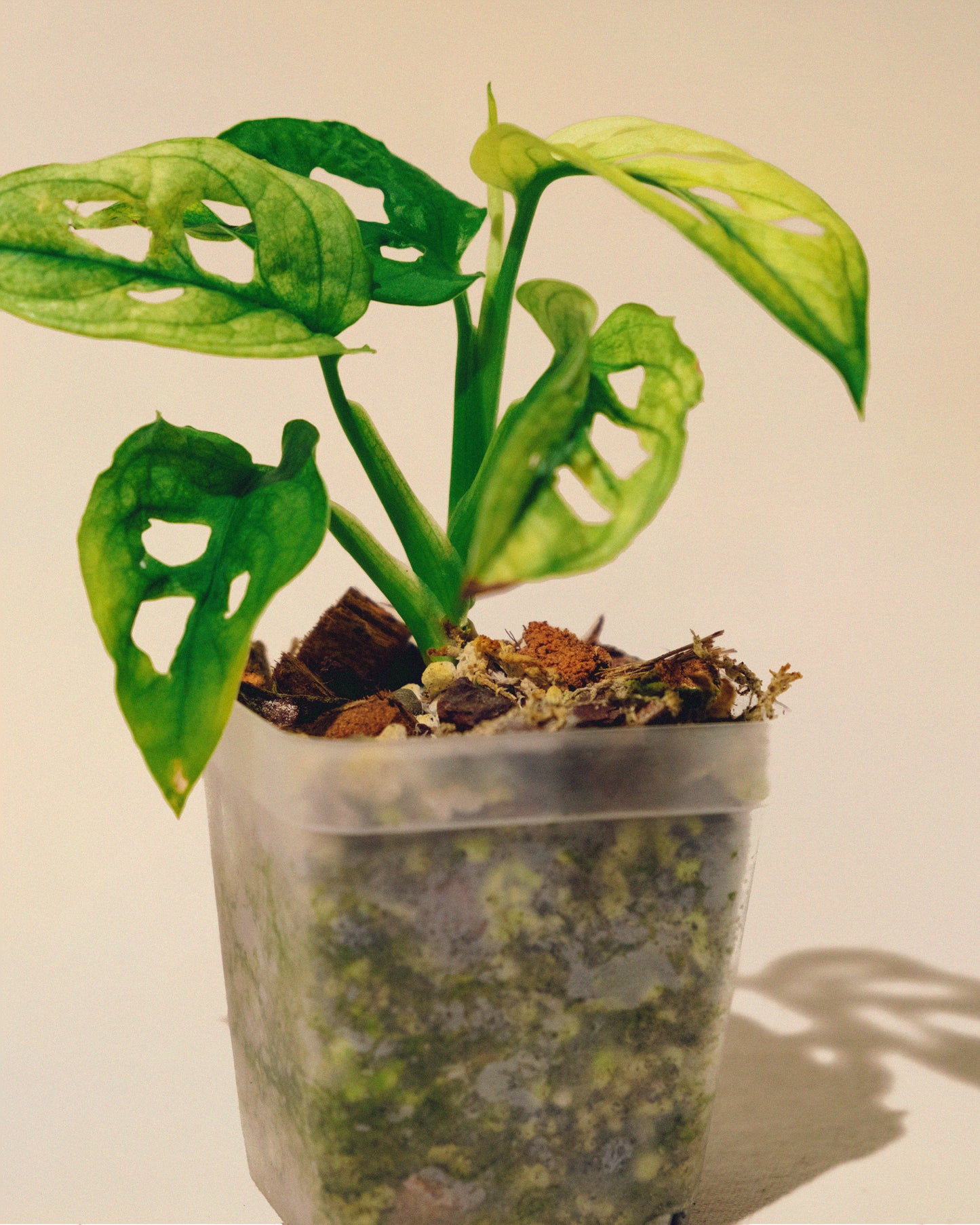 MONSTERA ADANSONII ALBO MINI 03