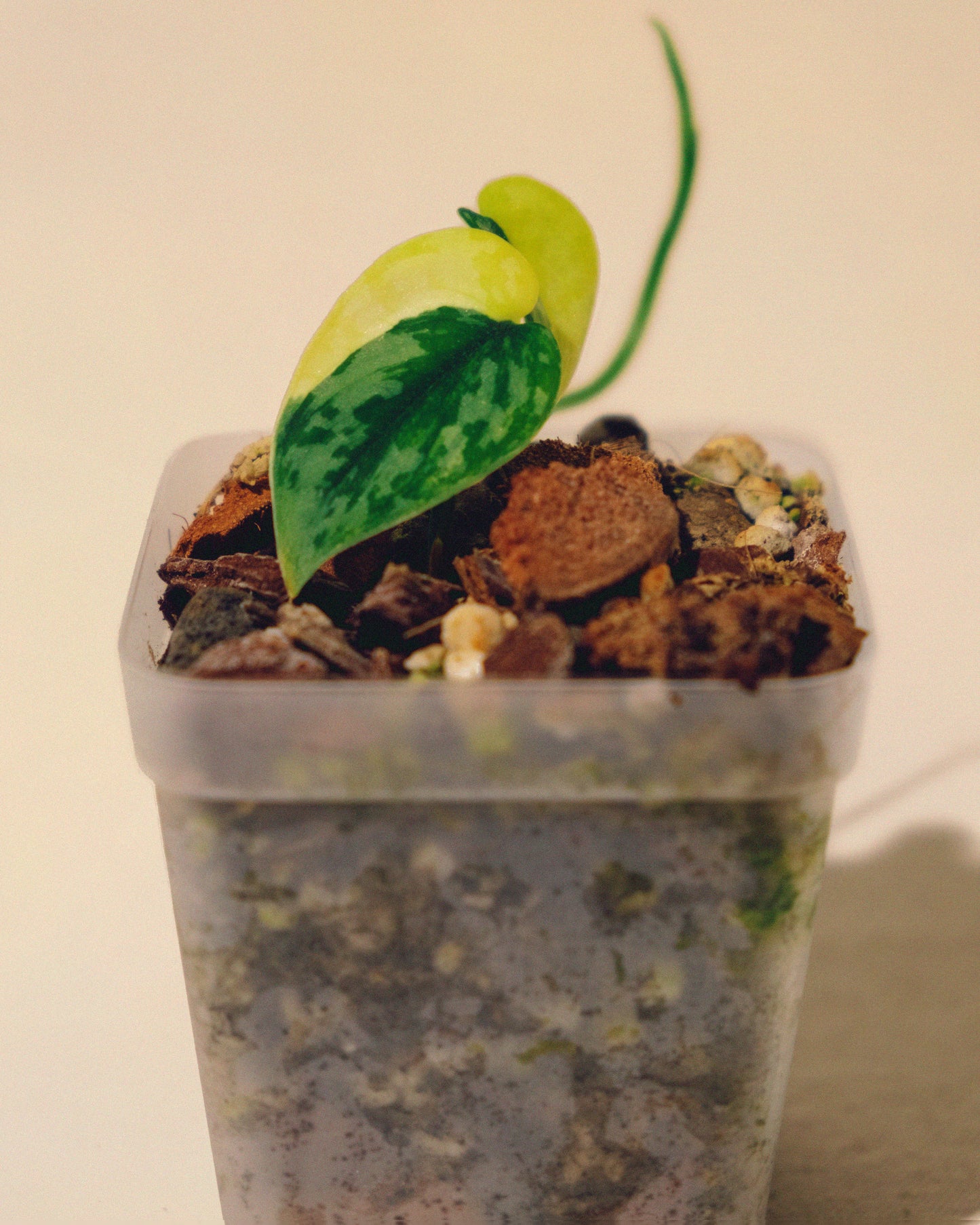 SCINDAPSUS APOLAKI 03