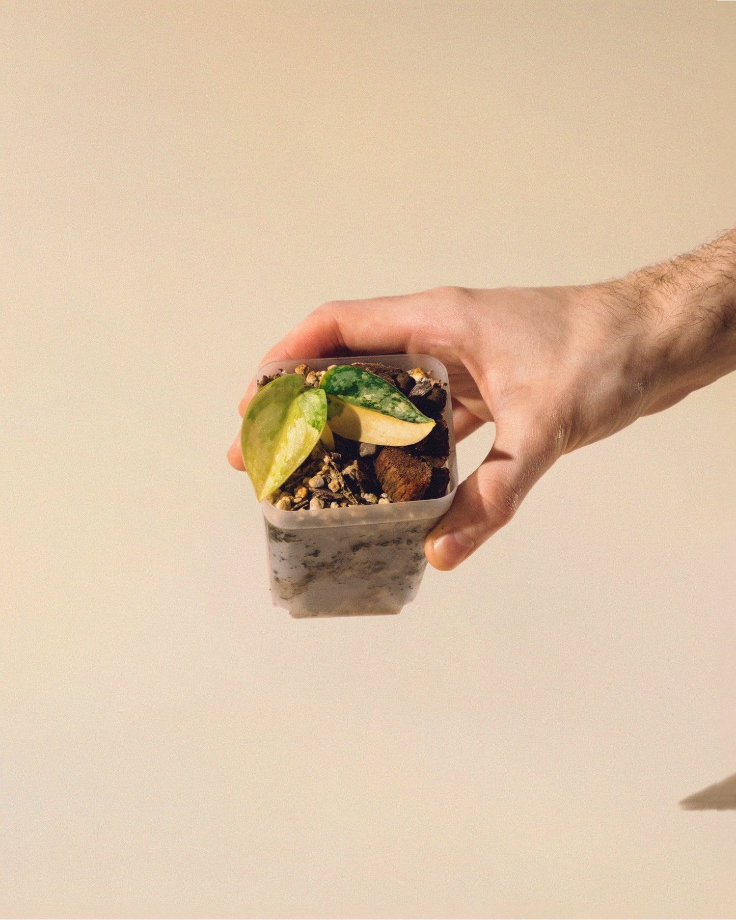 SCINDAPSUS APOLAKI 04