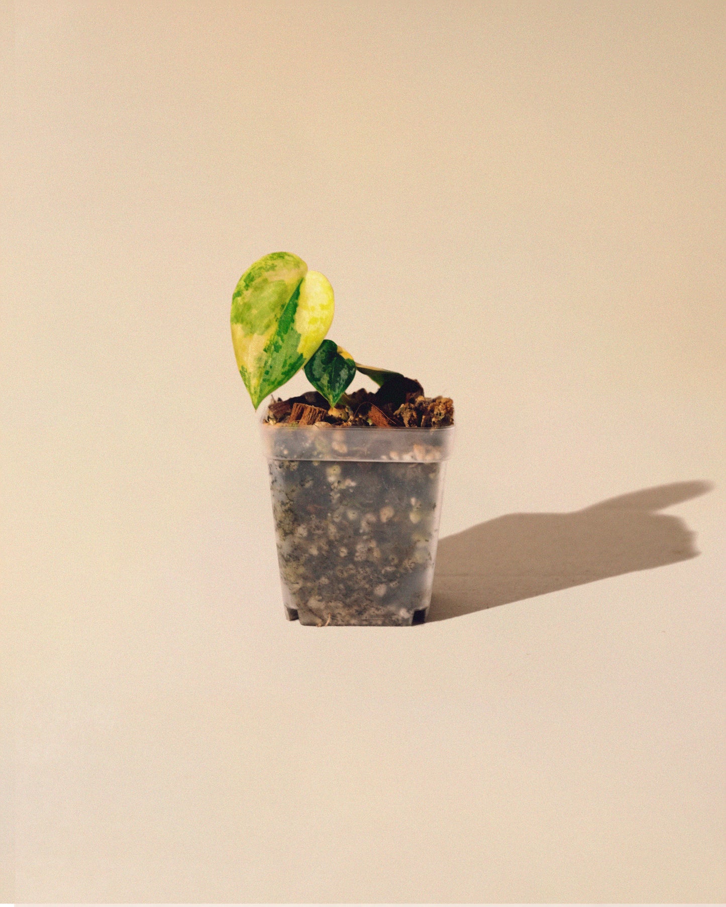 SCINDAPSUS APOLAKI 05