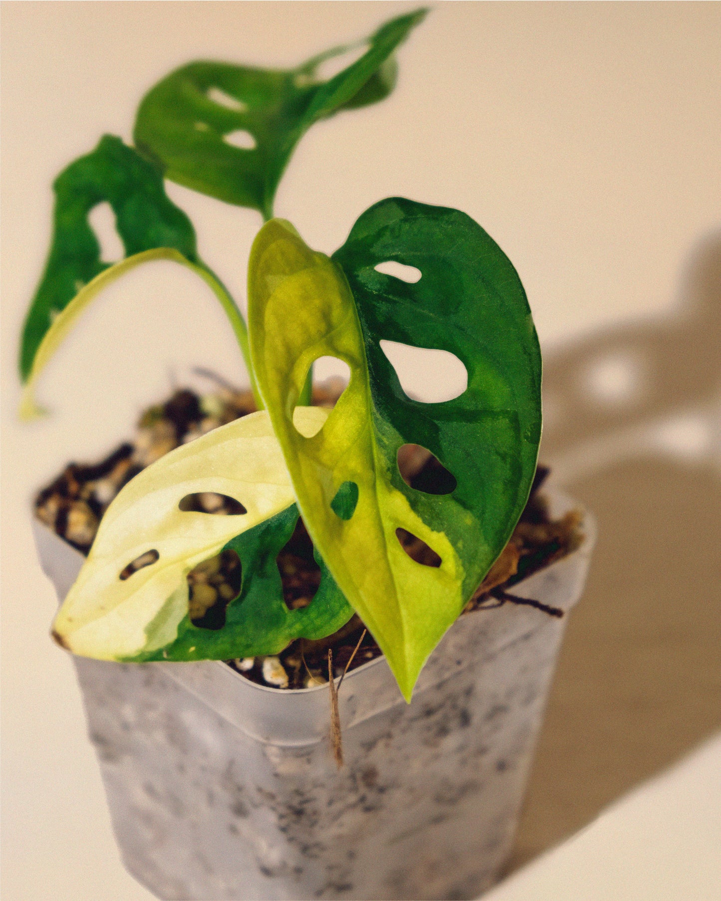 MONSTERA ADANSONII AUREA HALFMOON