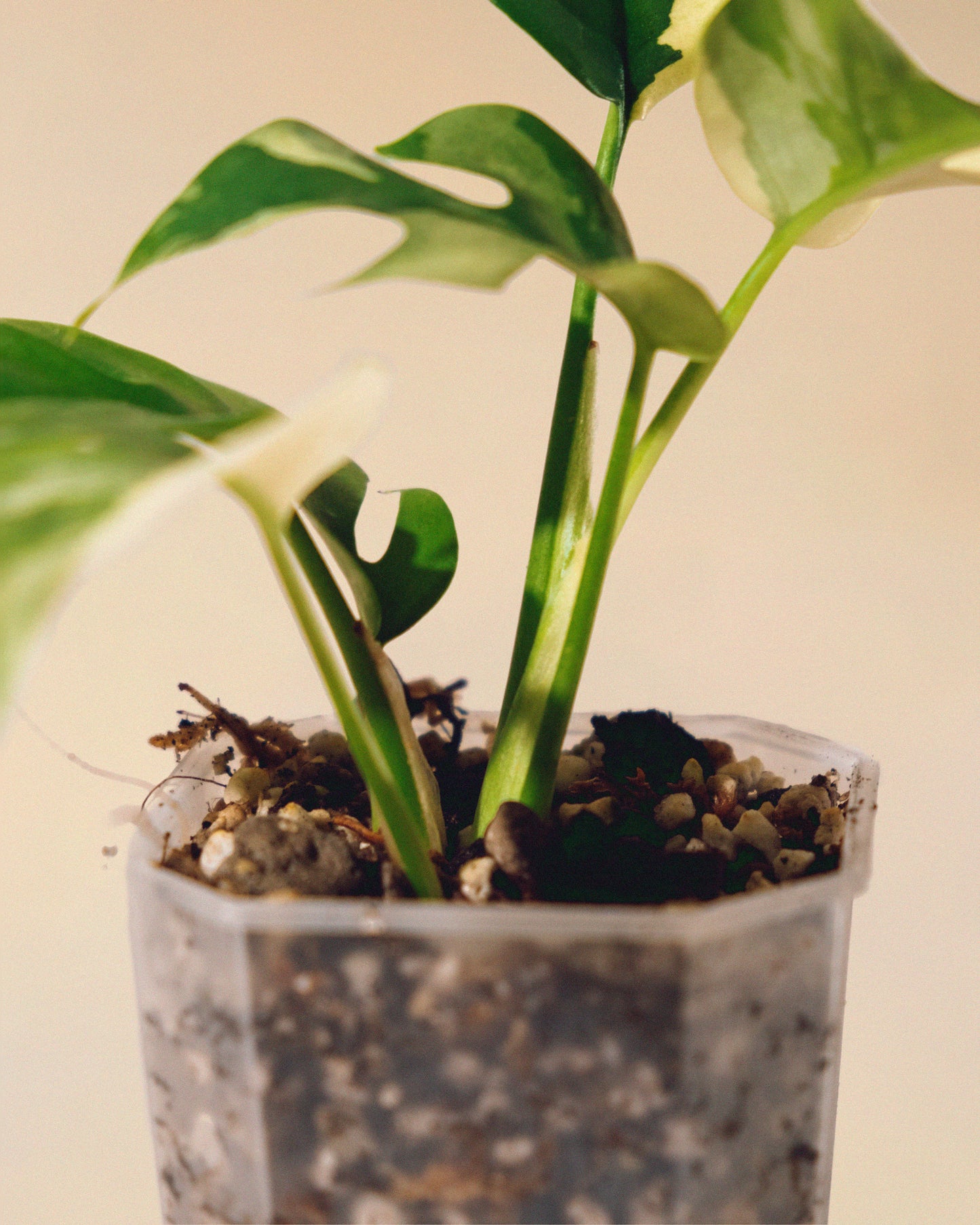 RHAPHIDOPHORA TETRASPERMA ALBO 01