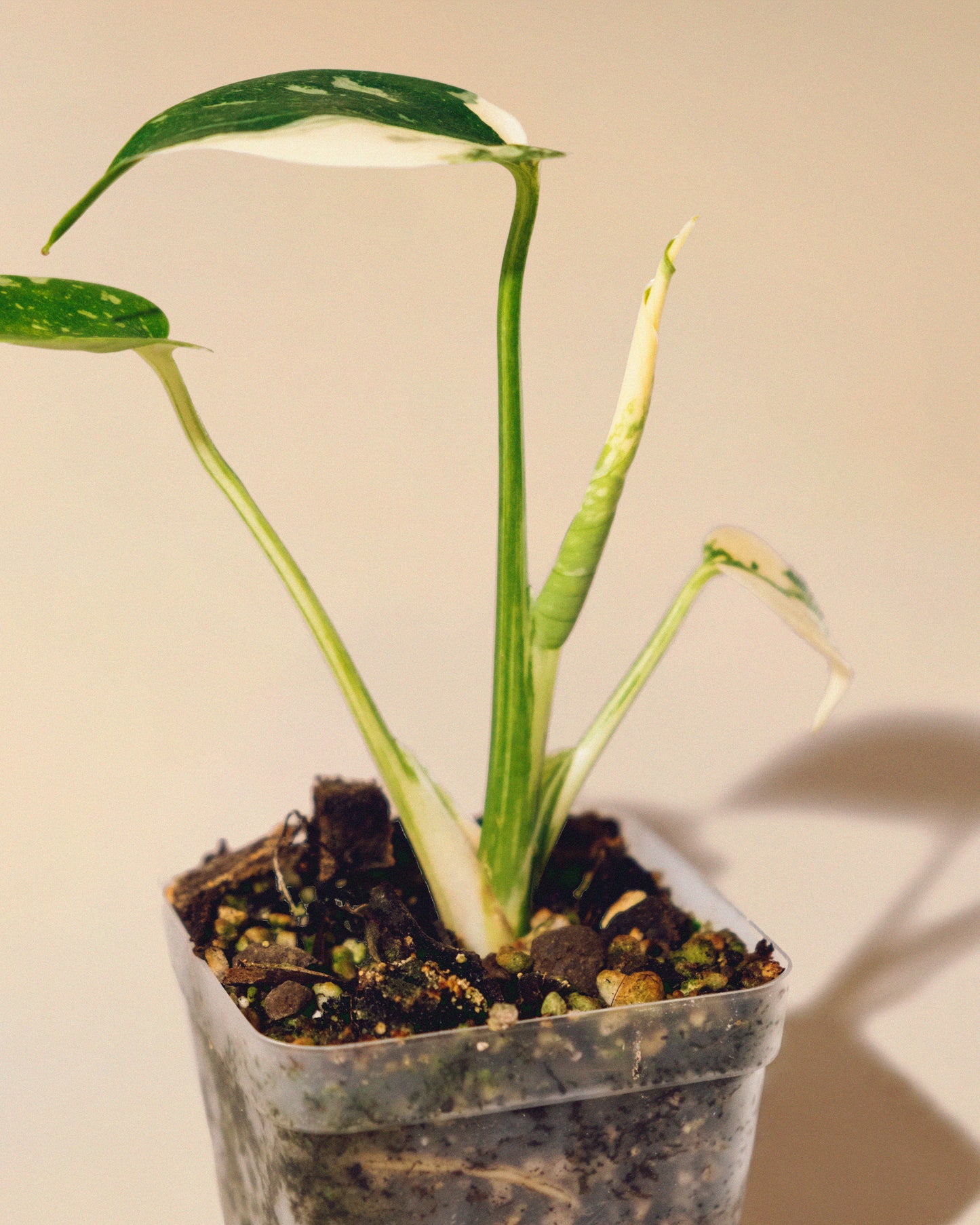 MONSTERA THAI CONSTELLATION HALFMOON BABY 01