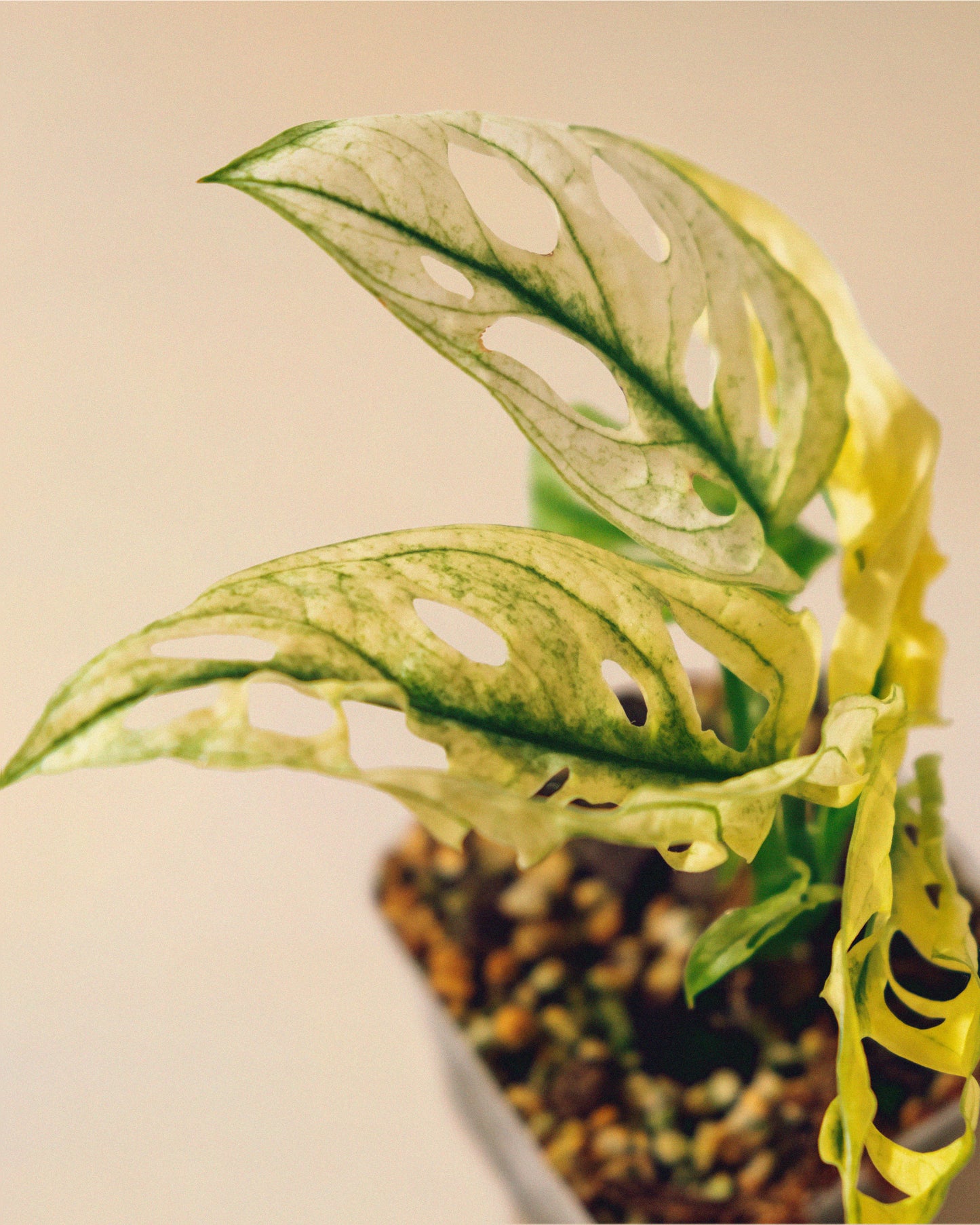 MONSTERA ADANSONII ALBO 03