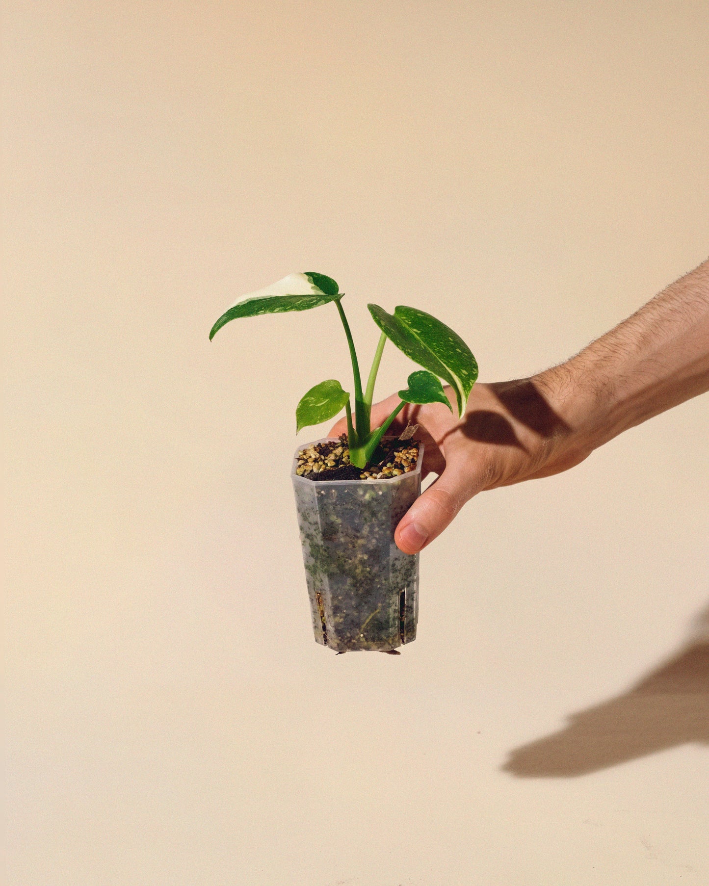 MONSTERA THAI CONSTELLATION BABY 02