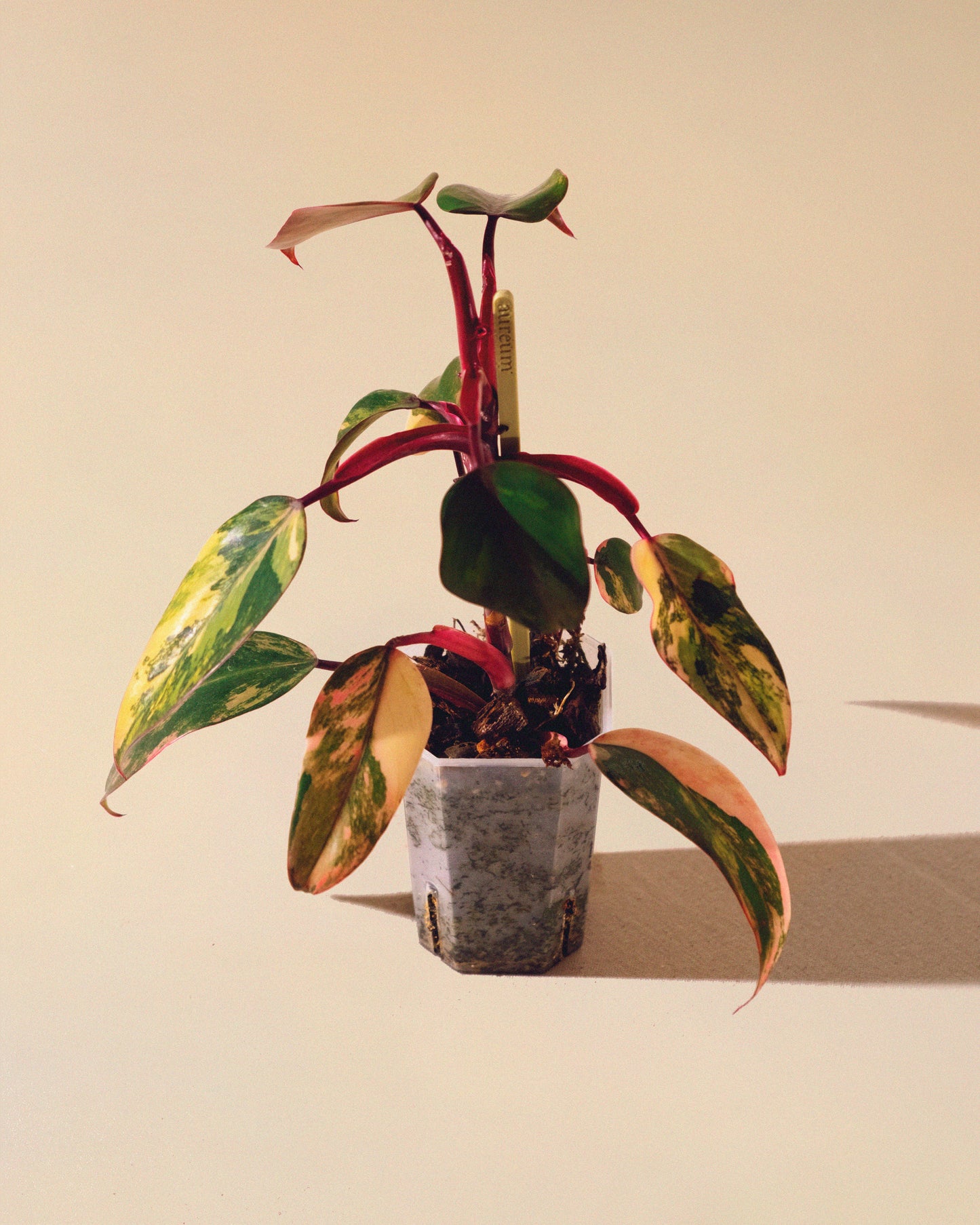 Philodendron Strawberry Shake 03
