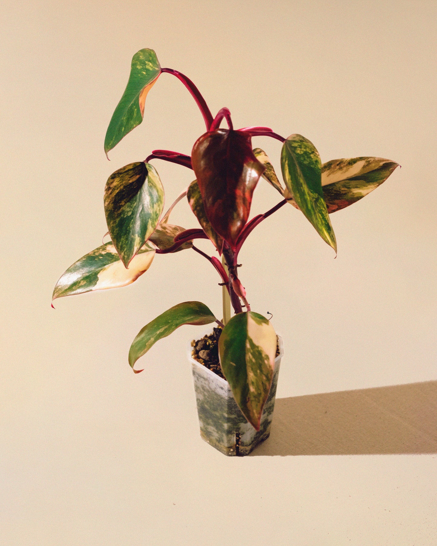 Philodendron Strawberry Shake 04