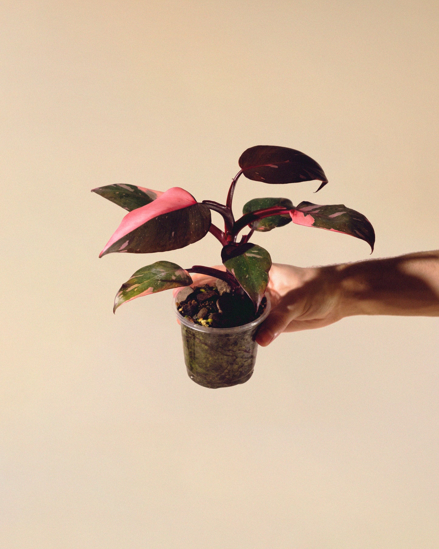 Philodendron Pink Princess Marble