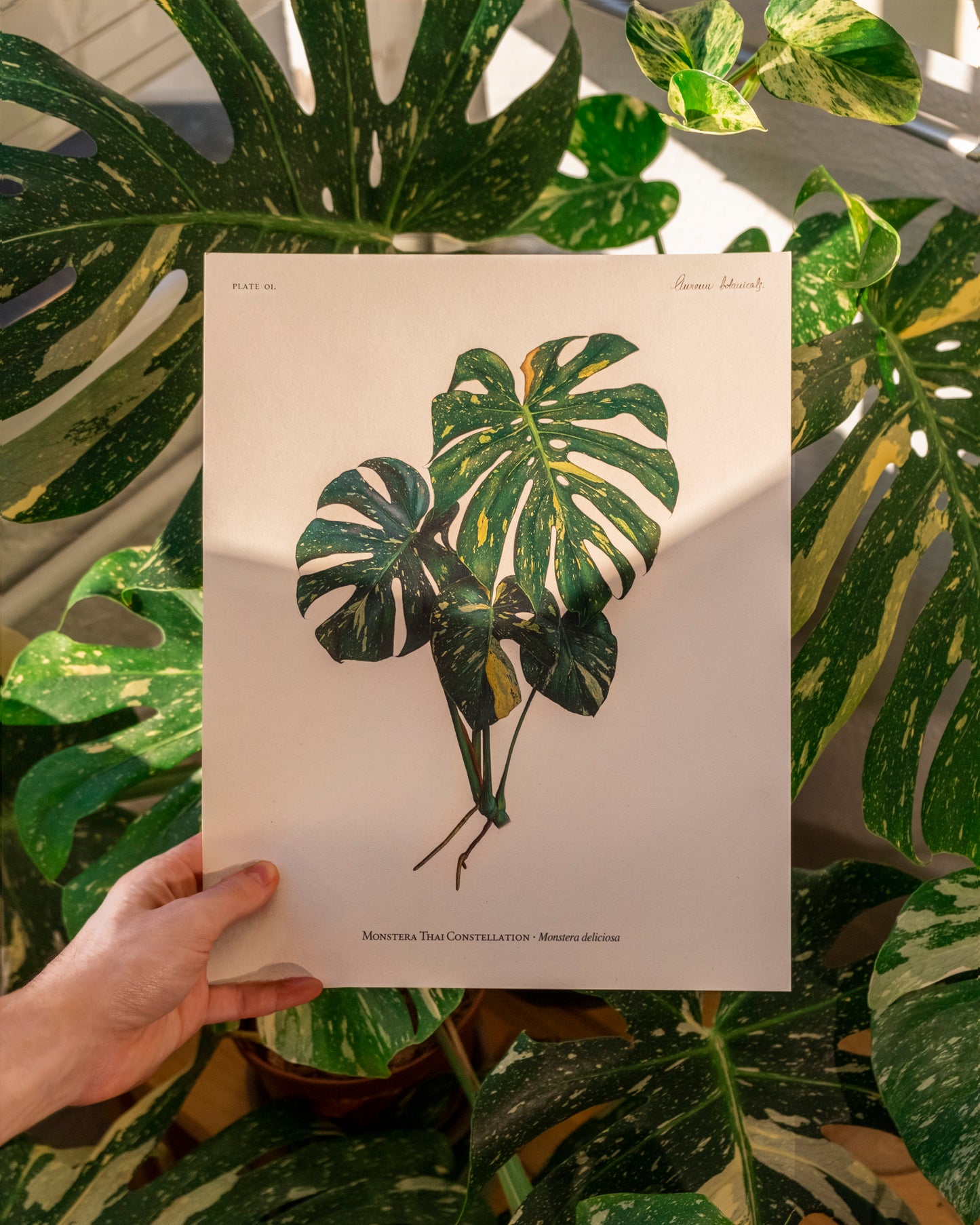 Ilustración botánica de Monstera Thai Constellation, con variegación cremosa y verde. Lámina artística impresa en papel premium, ideal para coleccionistas de plantas raras y decoración botánica. | Botanical illustration of Monstera Thai Constellation, featuring creamy and green variegation. High-quality art print on premium paper, perfect for rare plant collectors and botanical decor. - AUREUM Botanicals
