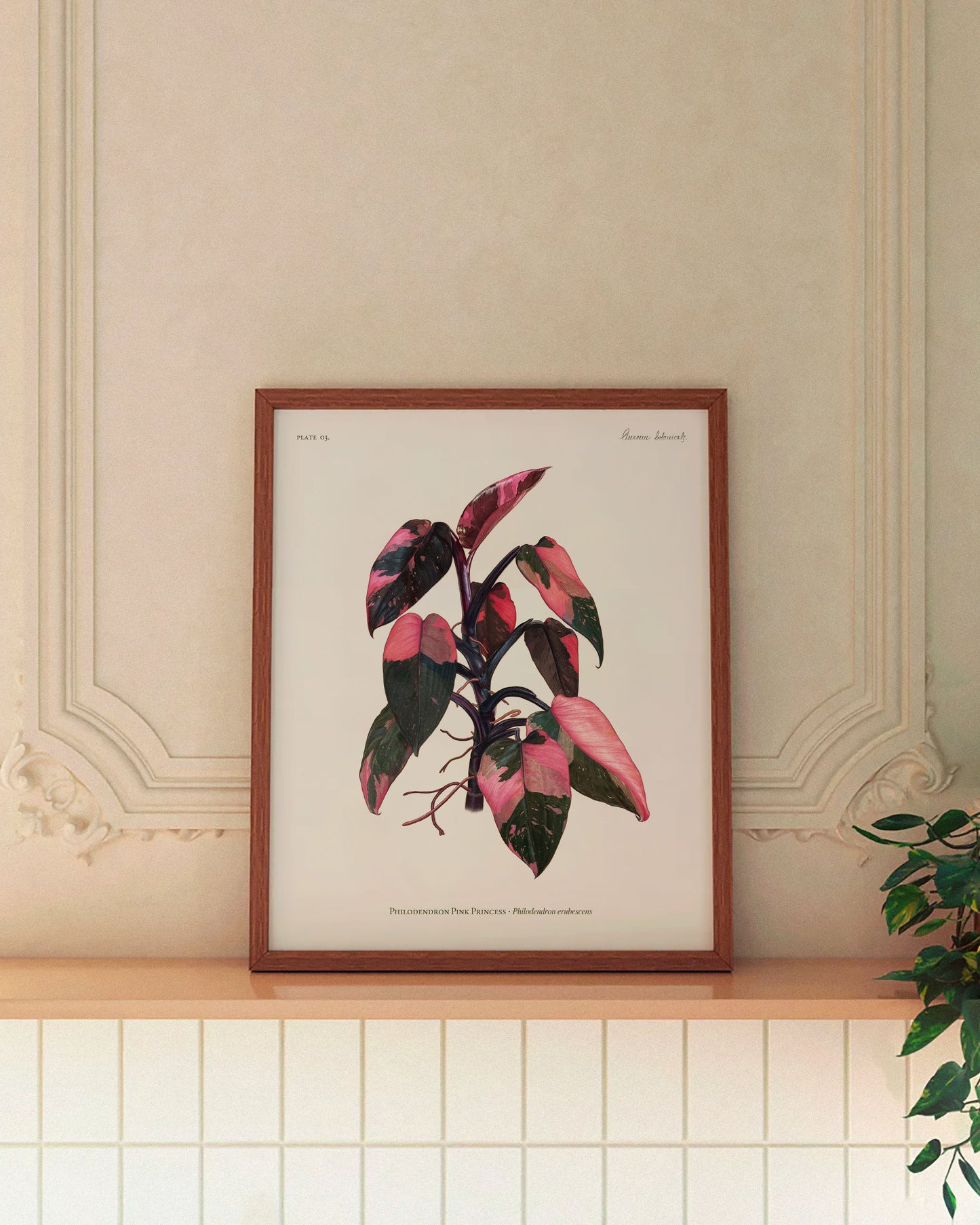 Philodendron Pink Princess Print