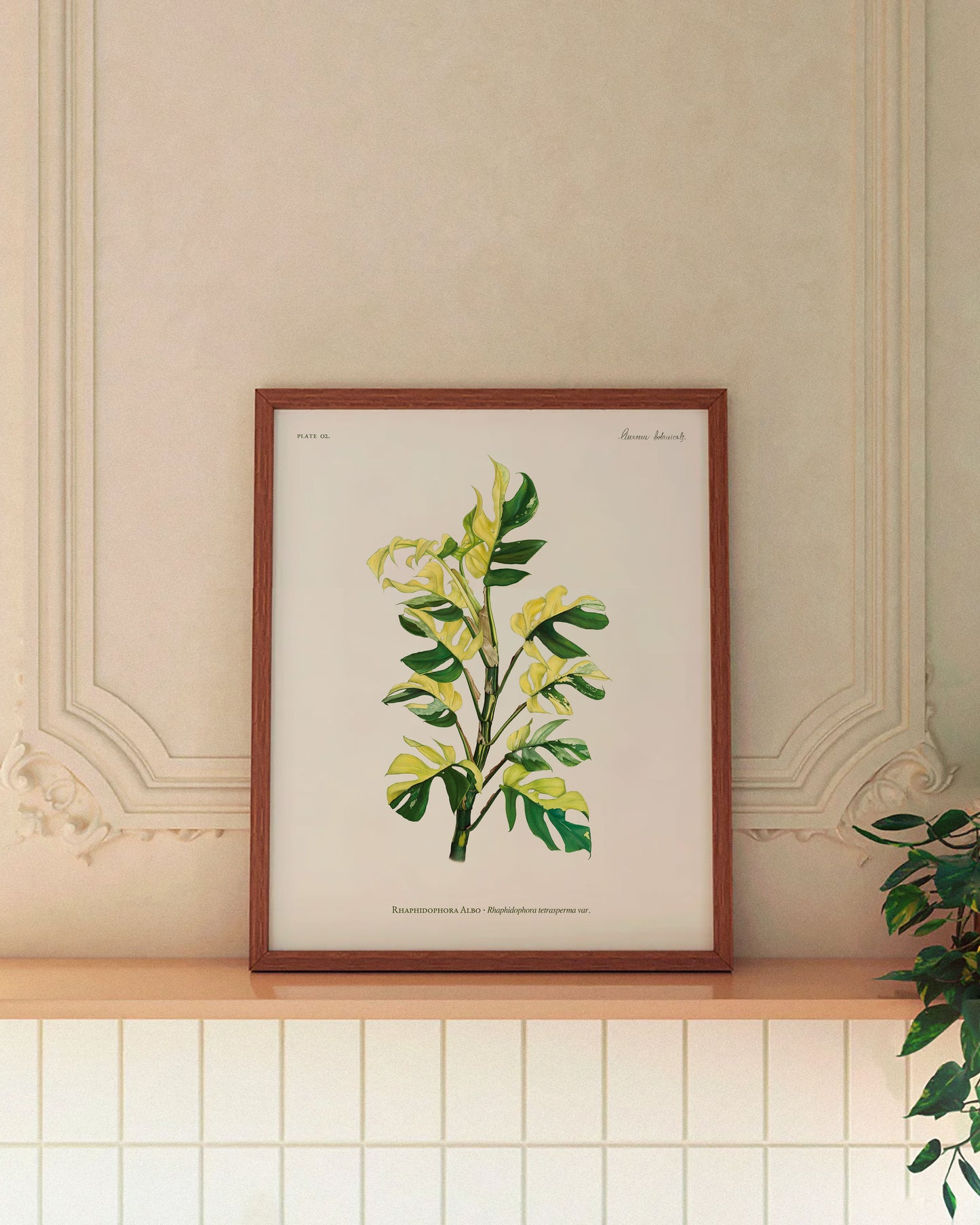 Rhaphidophora Tetrasperma Albo Print