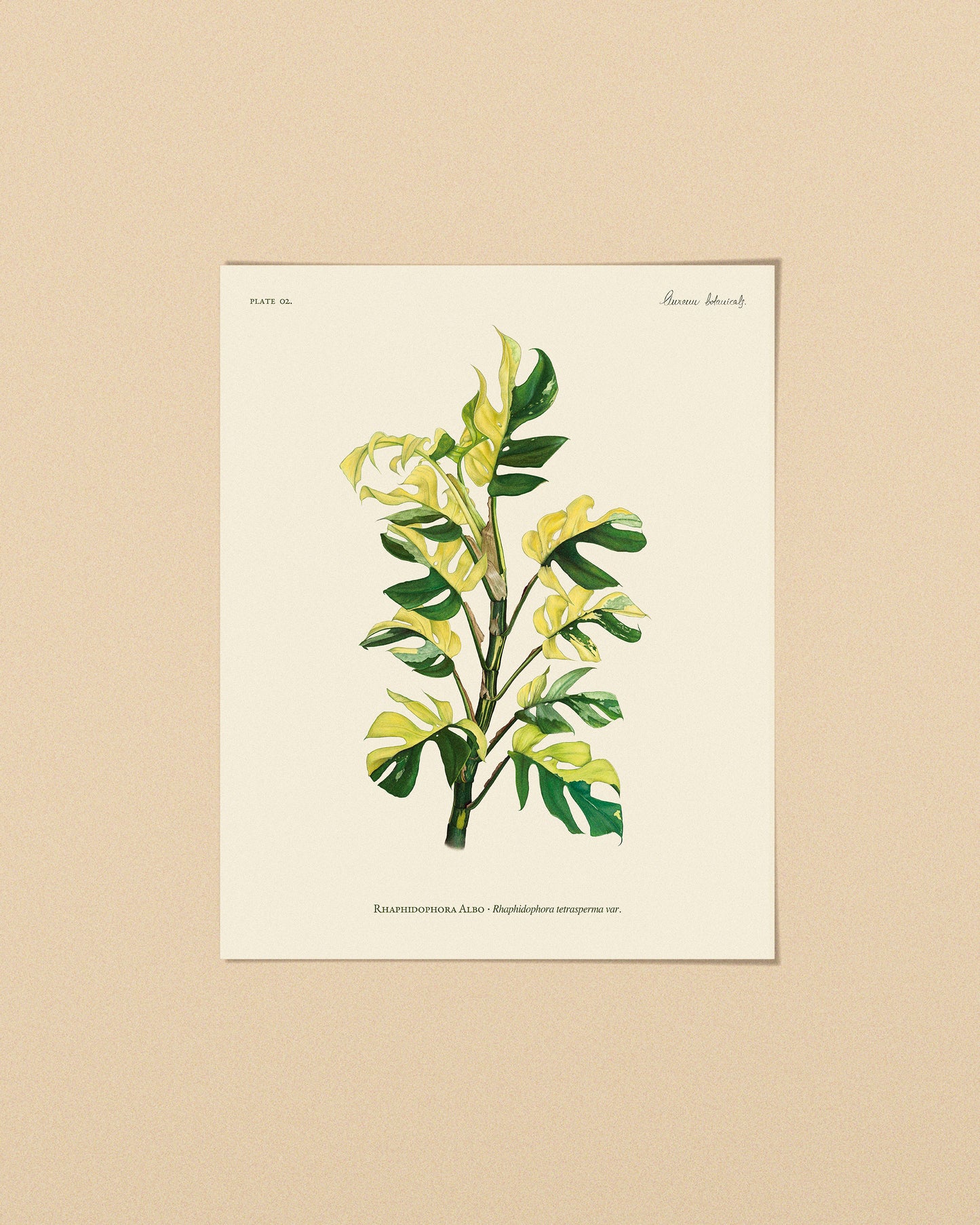 Ilustración botánica de Rhaphidophora tetrasperma variegata 'Albo' (Monstera Minima Variegata), con variegación blanca y verde. Lámina artística impresa en papel premium, ideal para coleccionistas de plantas raras y decoración botánica. | Botanical illustration of Rhaphidophora tetrasperma variegata 'Albo' (Monstera Minima Variegata), featuring white and green variegation. High-quality art print on premium paper, perfect for rare plant collectors and botanical decor. - AUREUM Botanicals