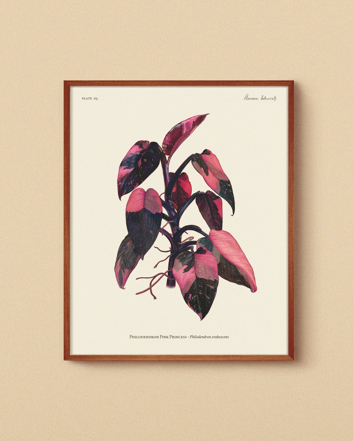 Colección Completa – Monstera, Rhaphidophora & Pink Princess