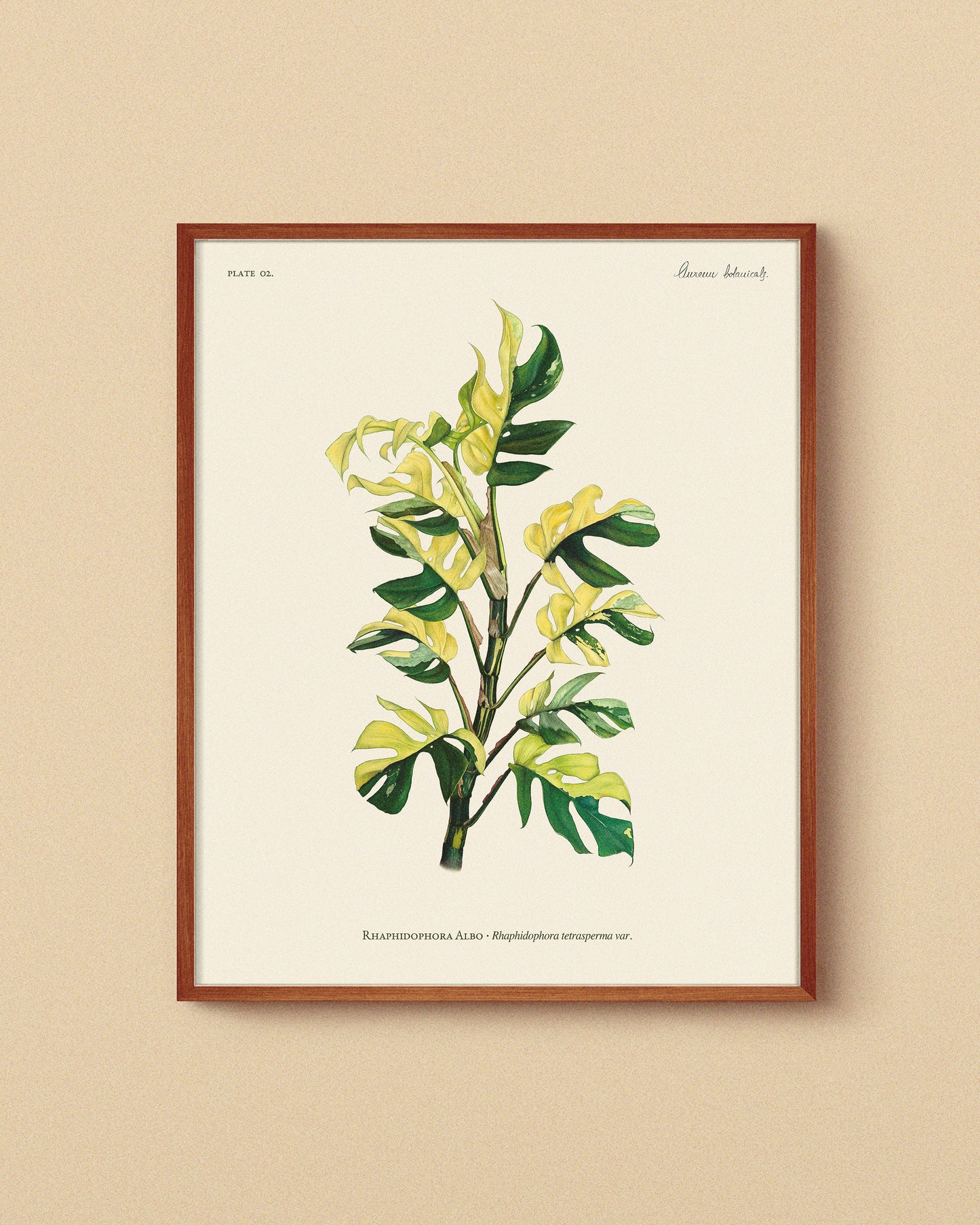 Colección Completa – Monstera, Rhaphidophora & Pink Princess