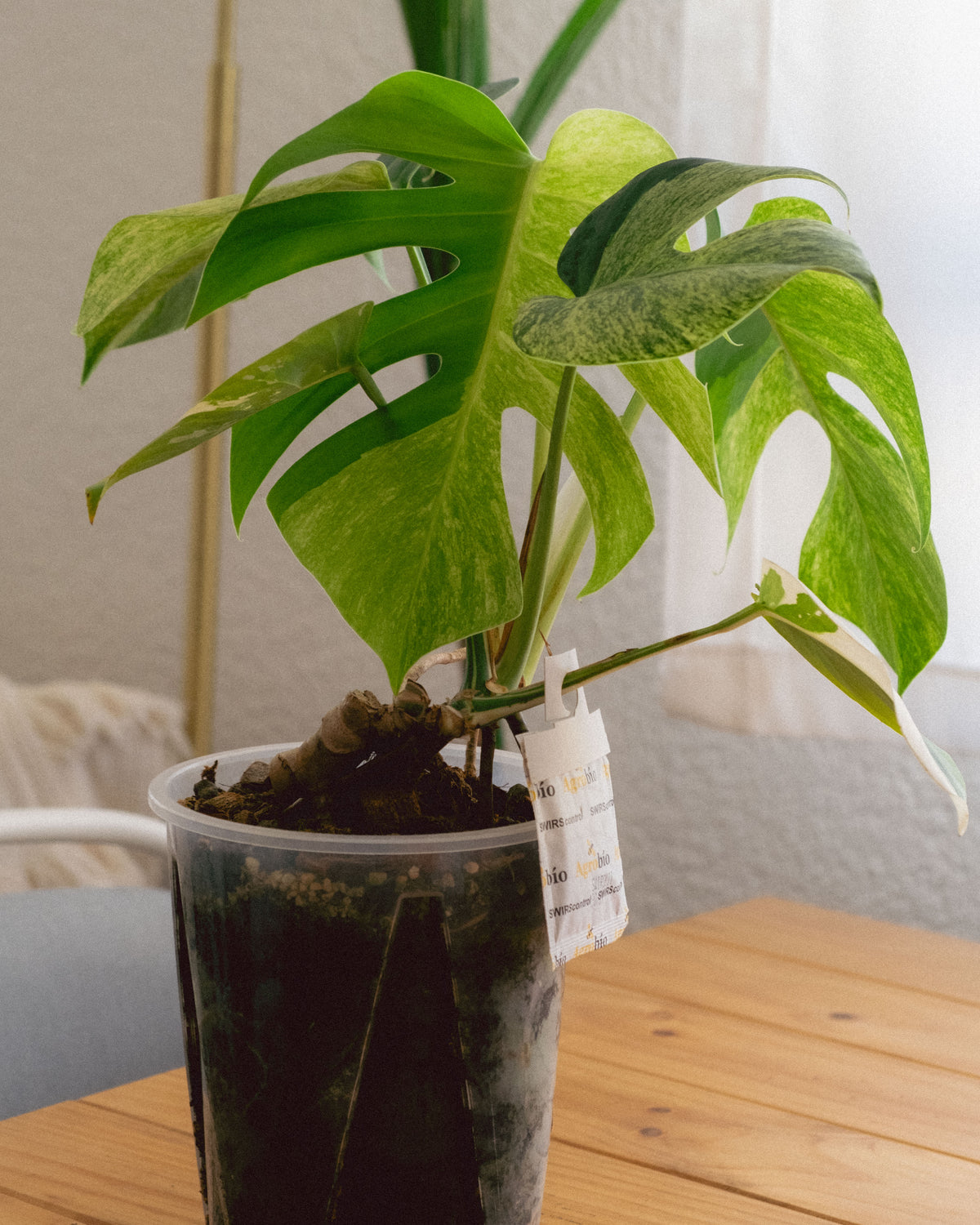 Monstera Jungle Mint Intermediate Form