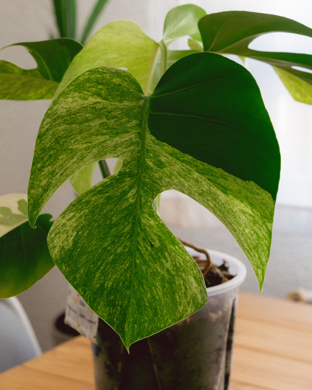 Monstera Jungle Mint Intermediate Form