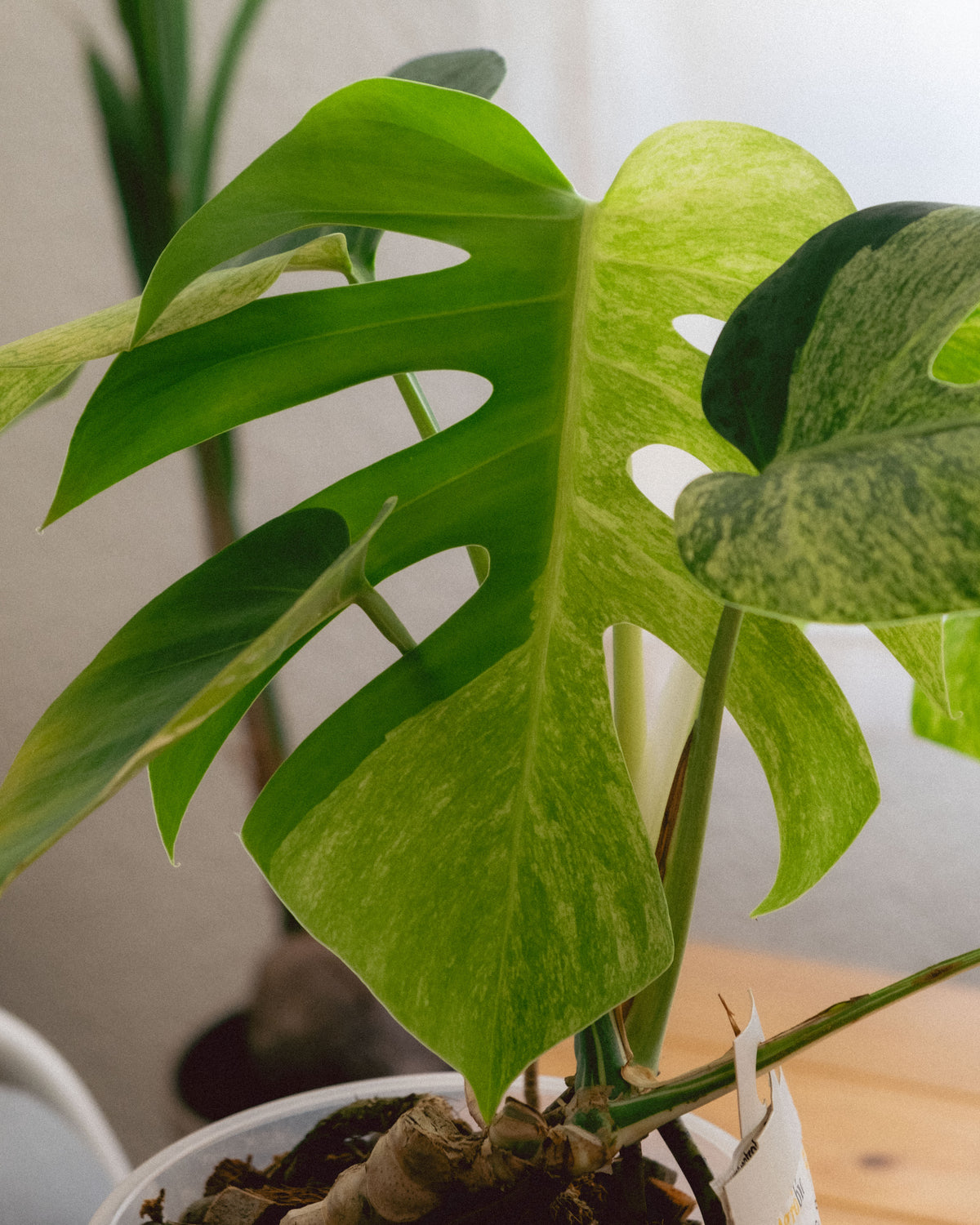 Monstera Jungle Mint Intermediate Form